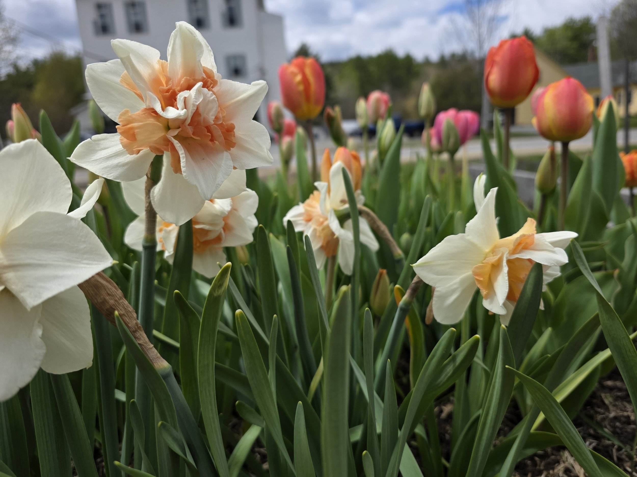 tulips 5 bucks .jpg