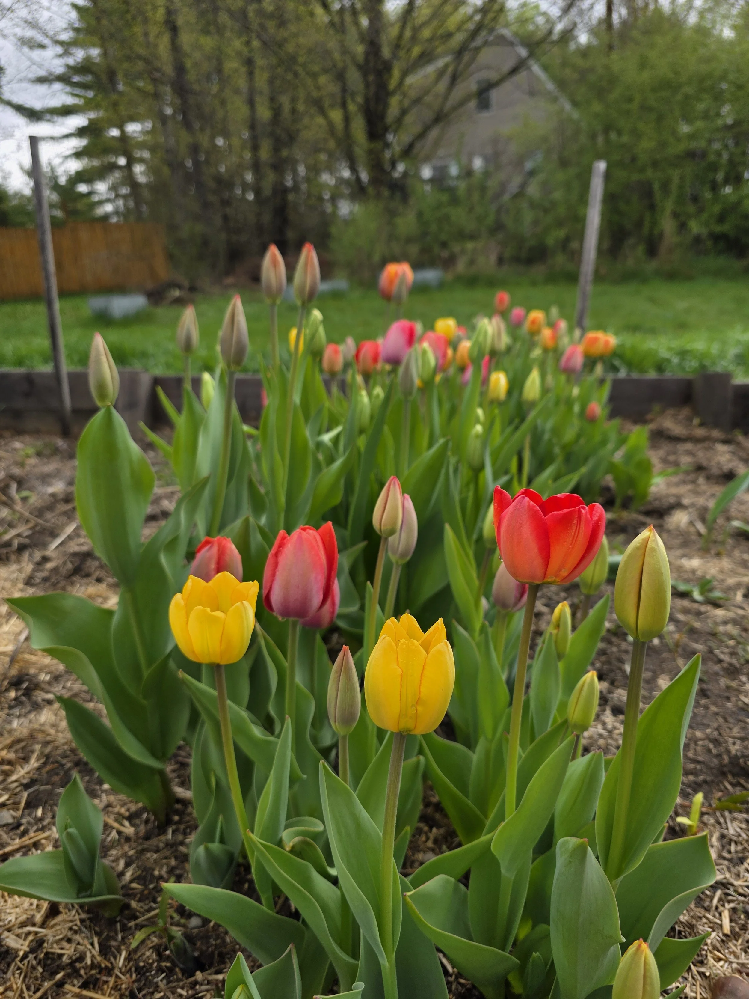 tulips 8 bucks.jpg