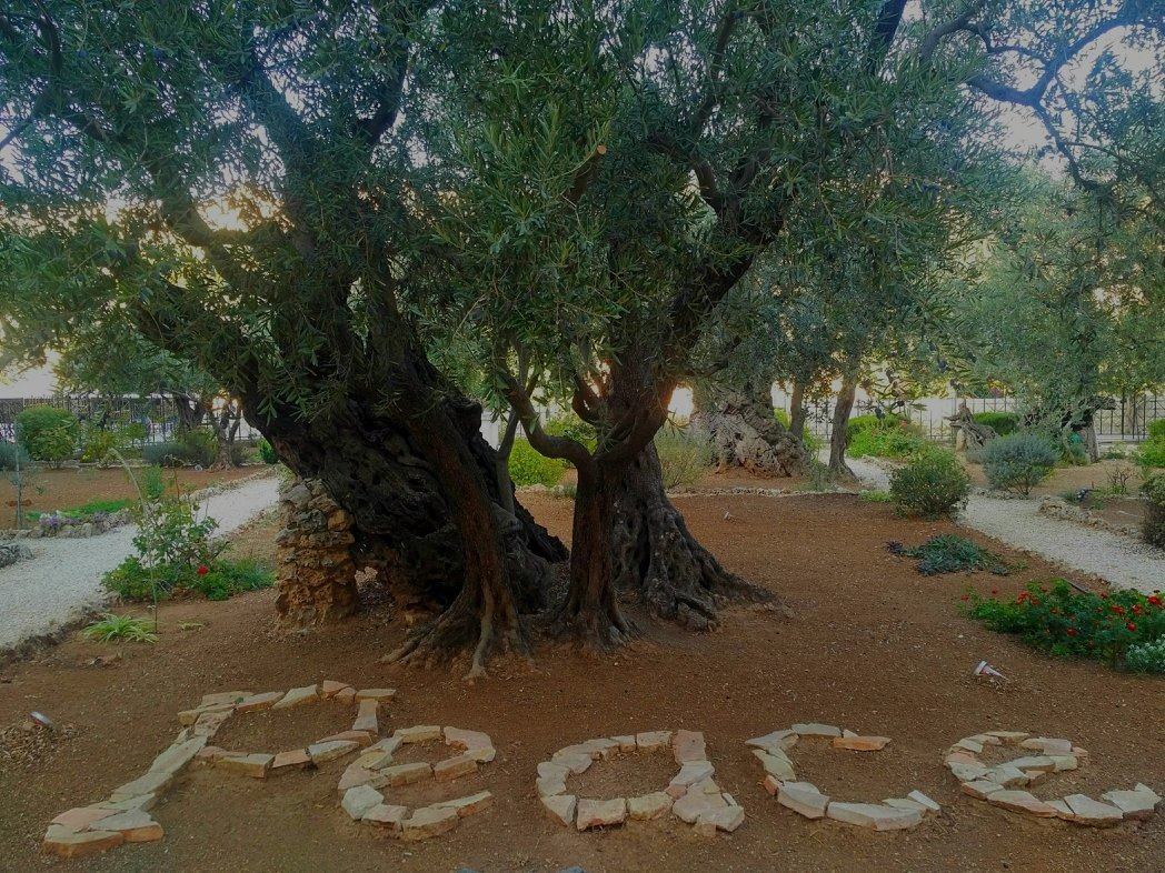 Maundy Thursday: Divine Solidarity in the Garden
