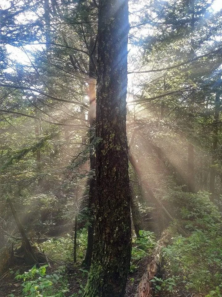 Sunlight rays streaming through a dense green forest with a central tall tree covered in moss and surrounded by various plants and undergrowth.