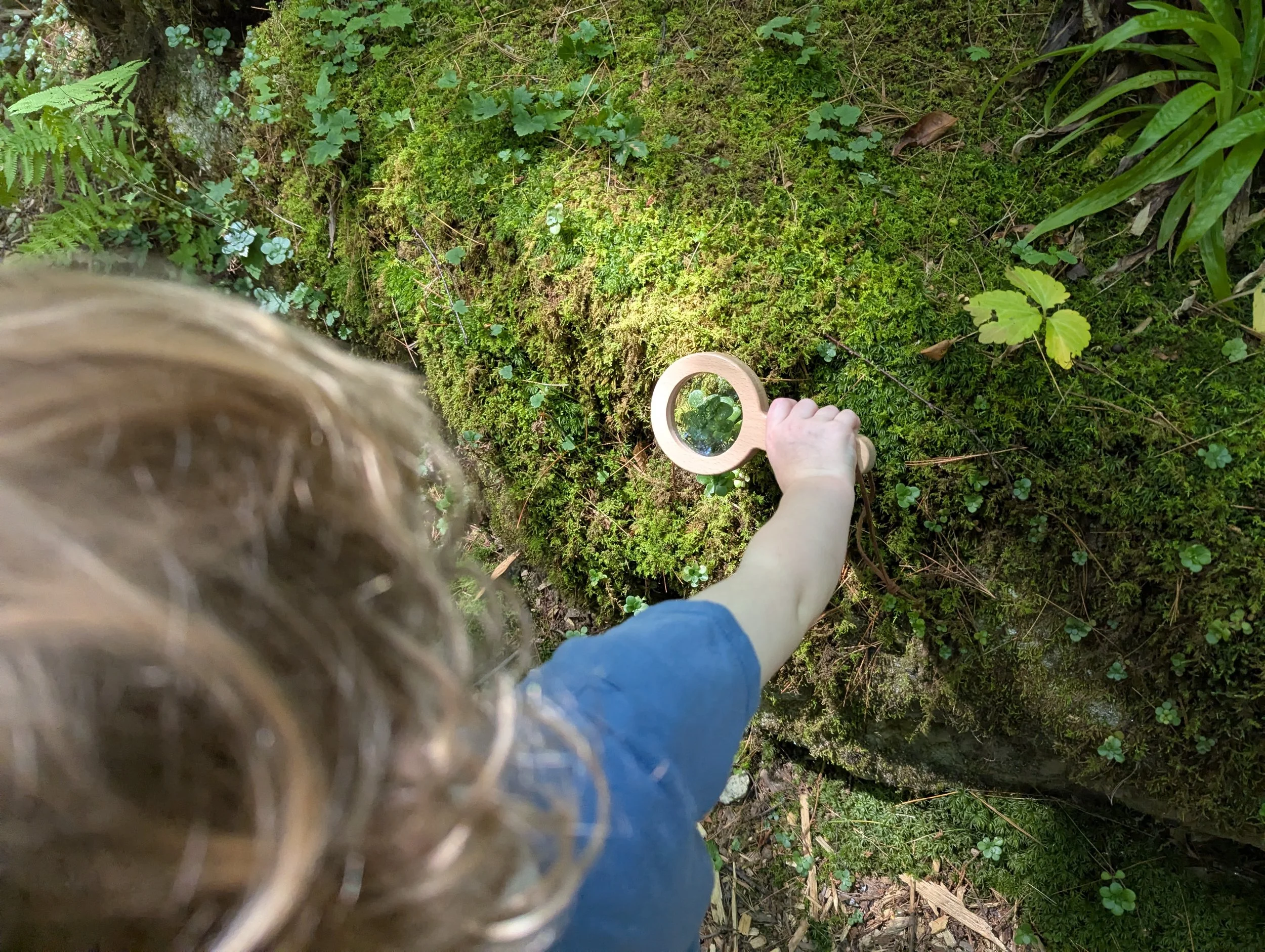 Person holding a magnifying glass examining moss and small plants on a forest floor.