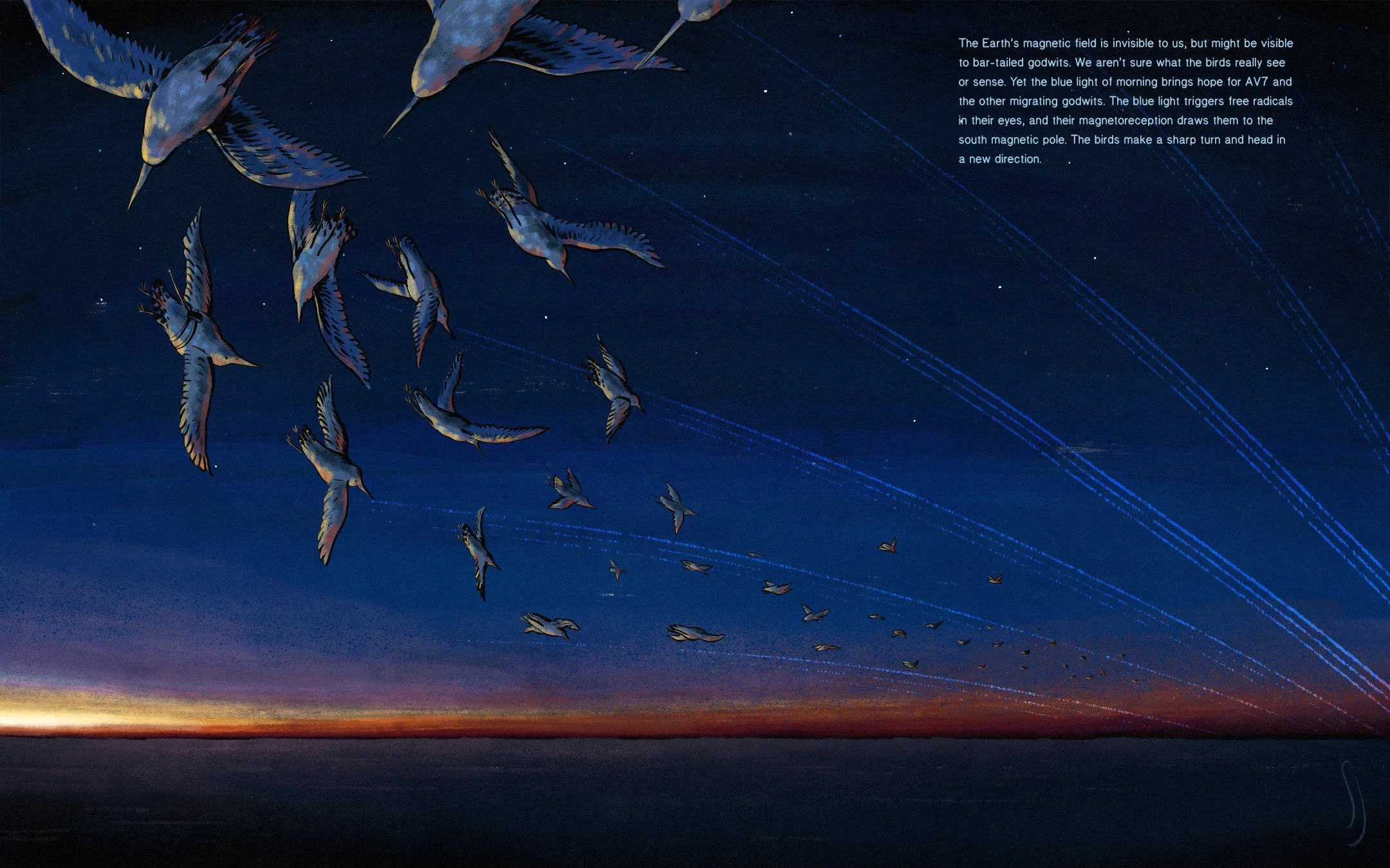 Flying birds turning toward magnetic pole