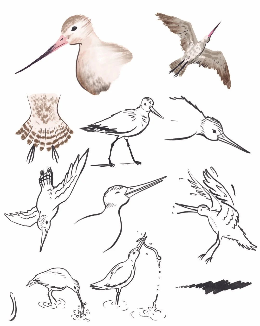 Character sketches of bar-tailed godwit