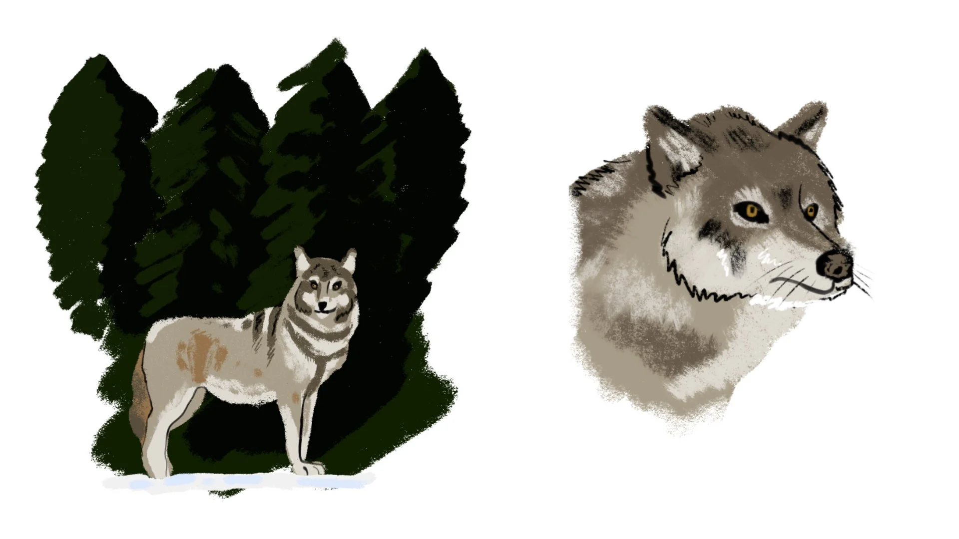 Sketches of wolves
