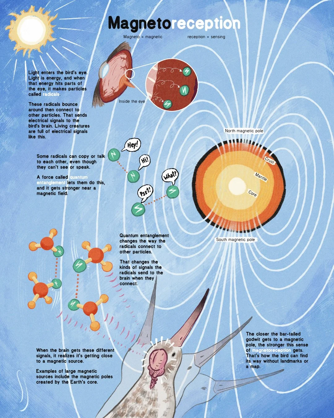 Diagram explaining bird’s magnetic navigation sense