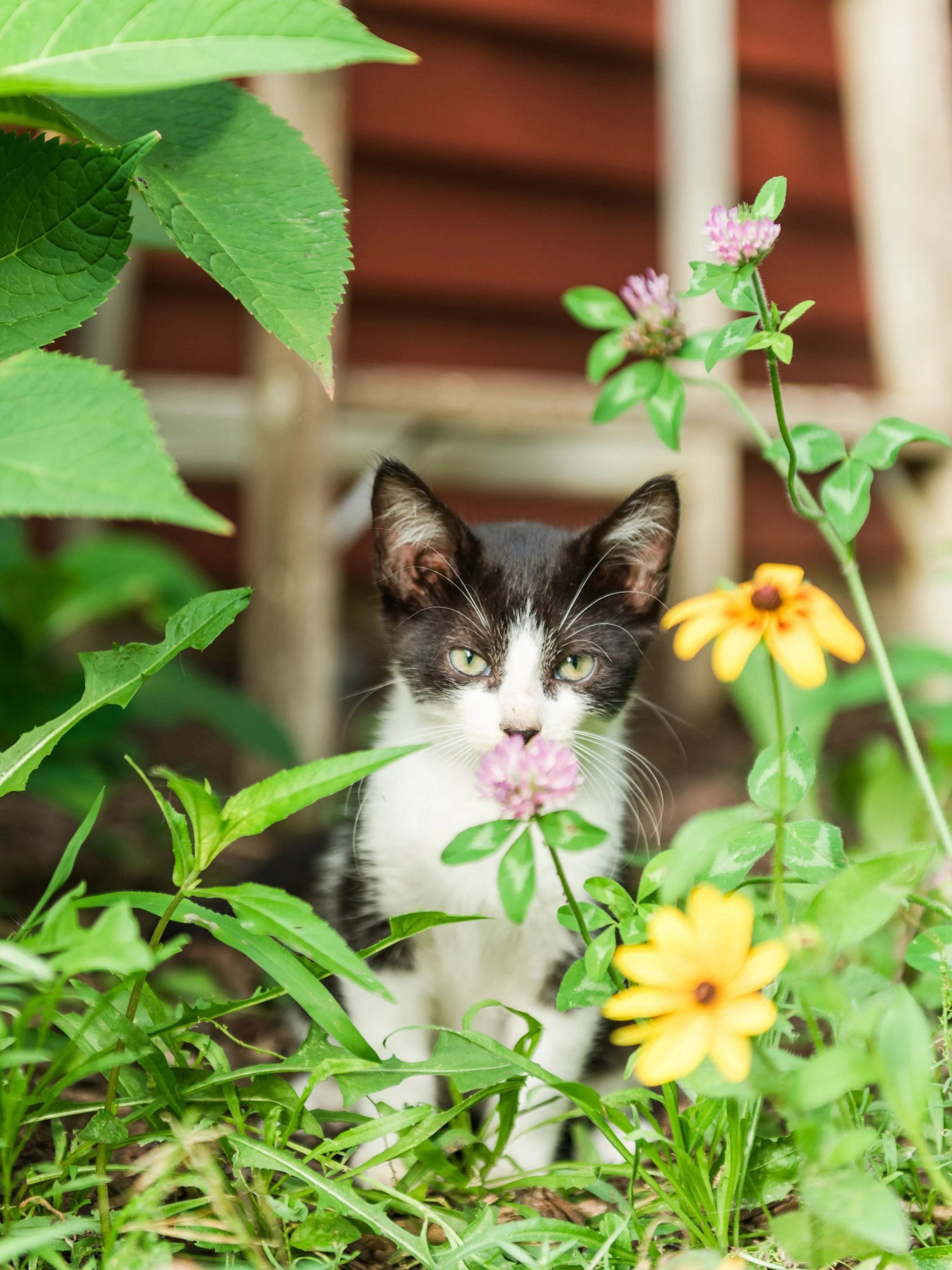 Anyone else have flowers blooming in their garden?? We had a bright pink Dahlia bloom this past week and it&rsquo;s definitely in the top 3 favorites we&rsquo;ve ever had!

#flowerseason #farmcat #kittenphotos #illinoisphotographer