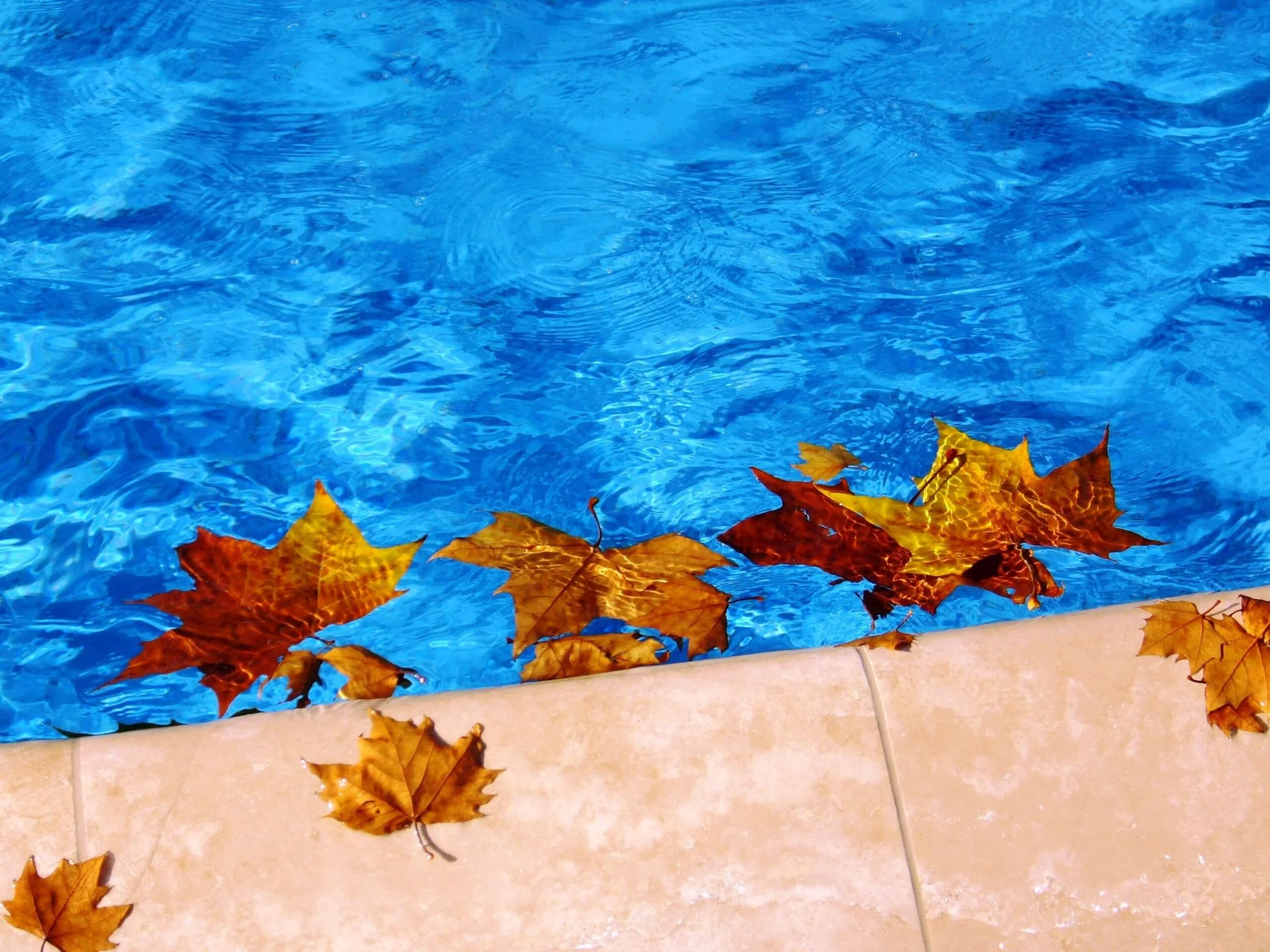 Pool with autumn leaves floating