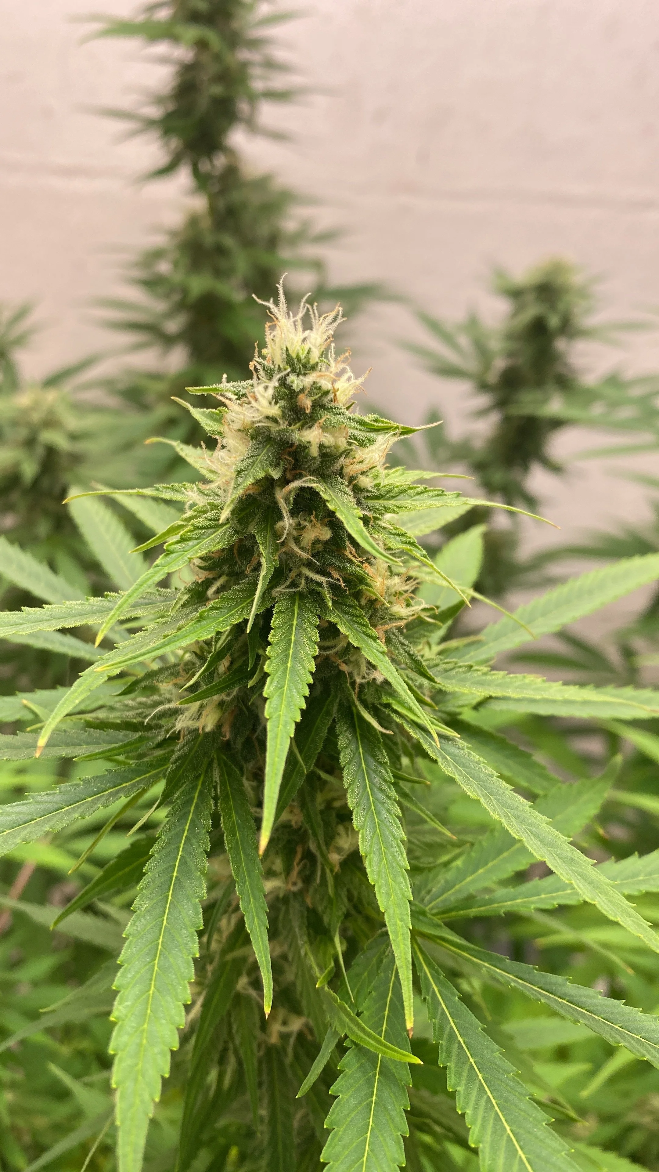 3 Schritte vor 1 zurück