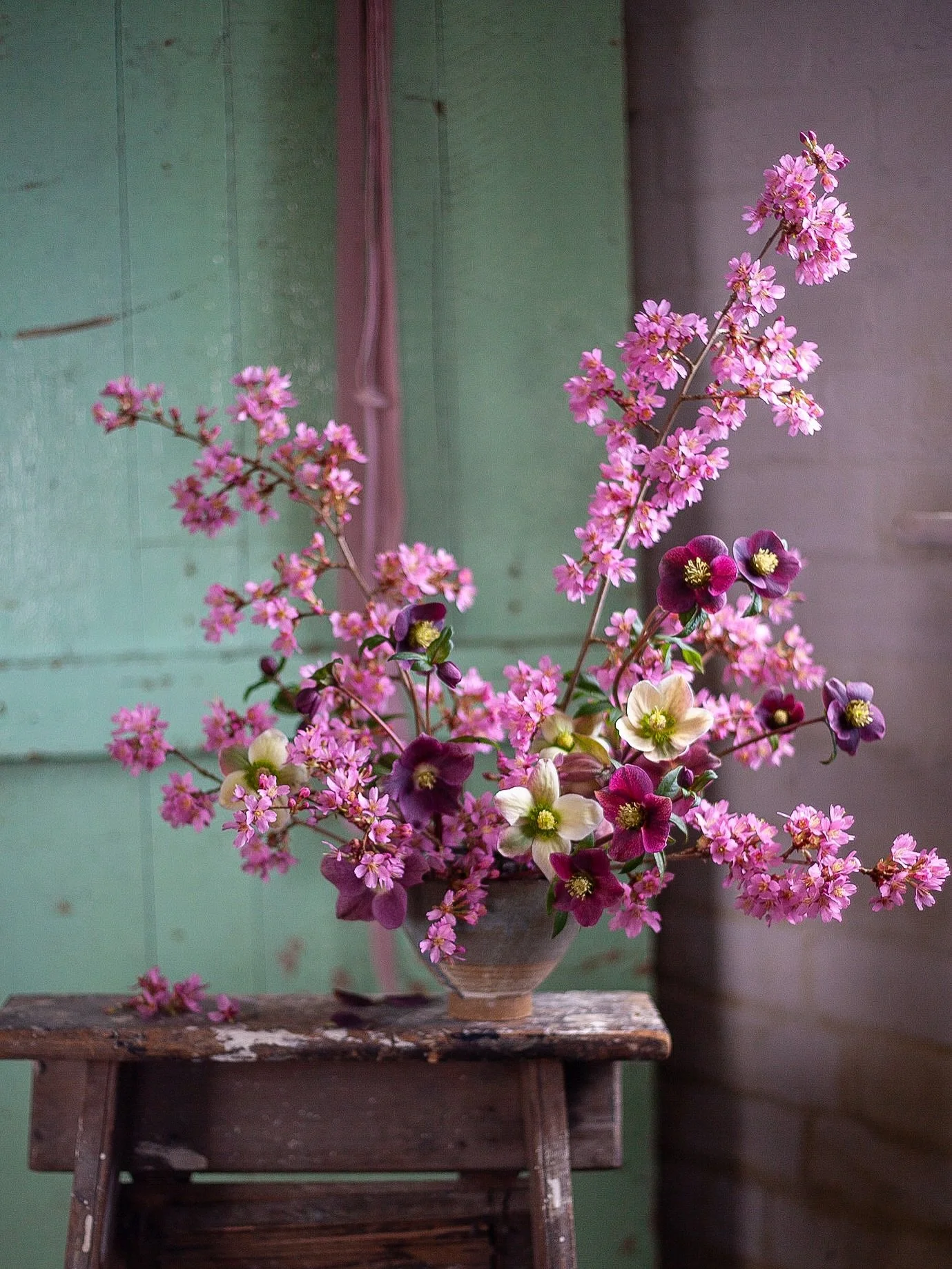 Hellebores and some early blossom. Great to see some colour in the garden. Although saying that nothing lasts too long here before it gets chopped and shoved in a bowl 🫠

#blossom #wintering #ceramics #slowsunday #sharemorecolor