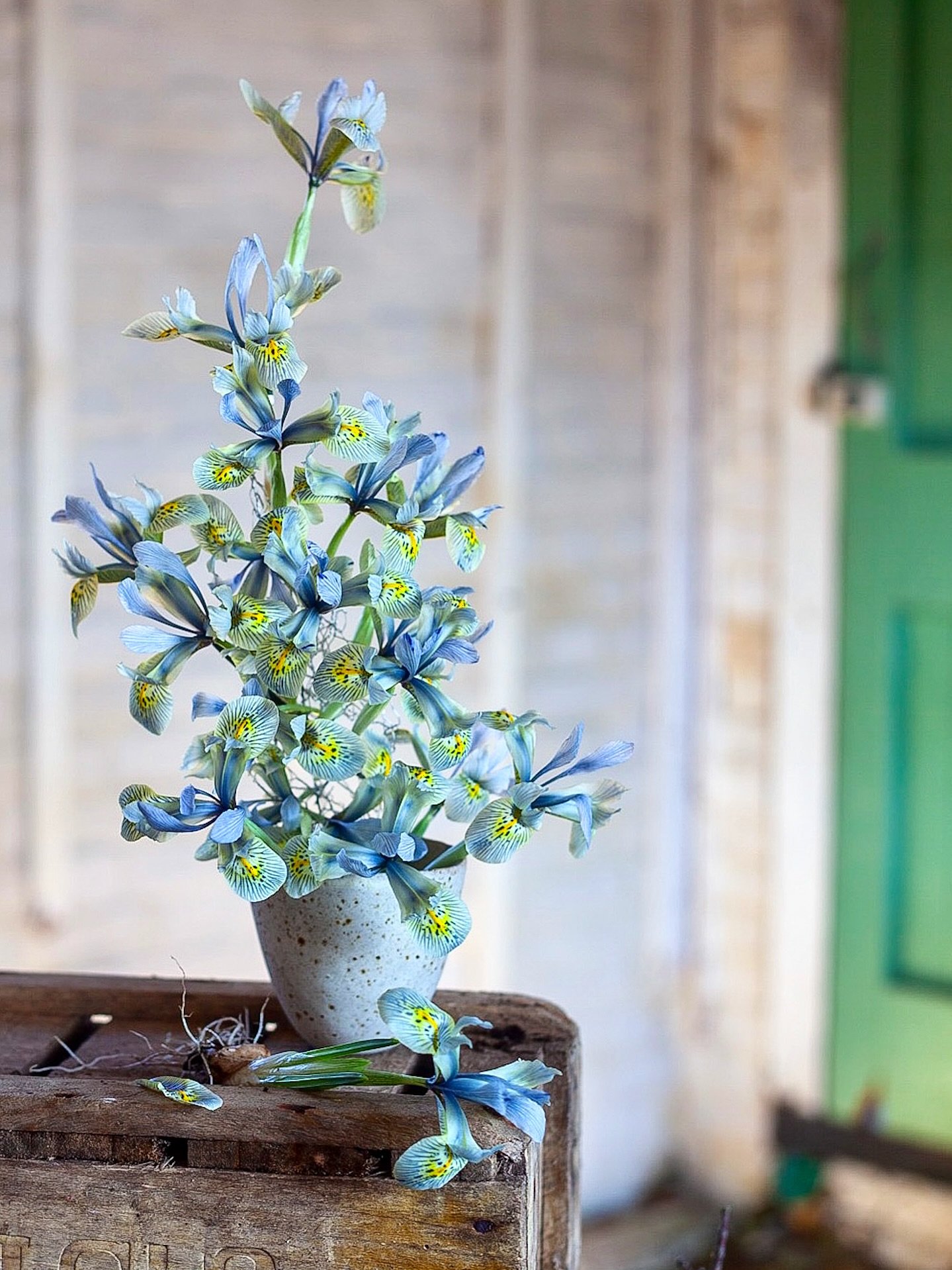 Iris Katharine Hodgkin grown in a pot indoors then cut and arranged in a bowl from @ffern.co with a little tangle of chicken wire to give some structural support.

Love that blue and yellow colour combo.

#growyourown
#underthefloralspell #iris #spri