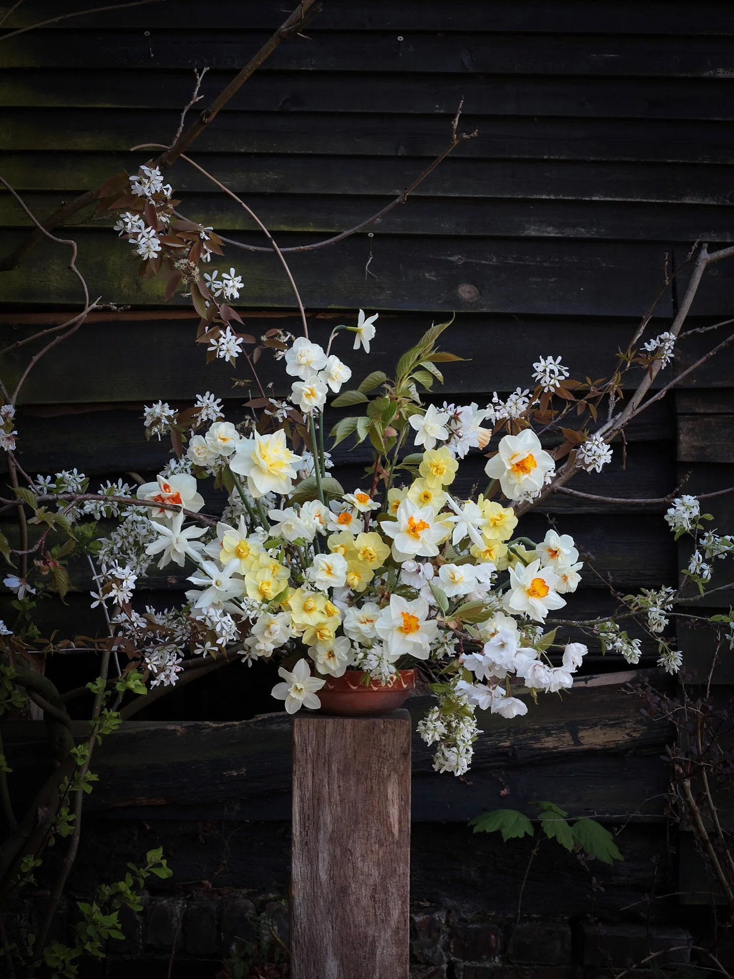 New backdrops unlocked.  Decided to break out of the studio and see if I could find a few other photo spots.  The side of our old barn made for some moody images with the wisteria vine adding a bit of texture. 

Swipe to pic three for a messy spot in