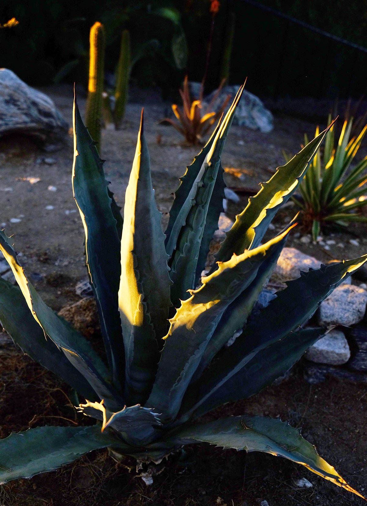 Agave_web.jpg