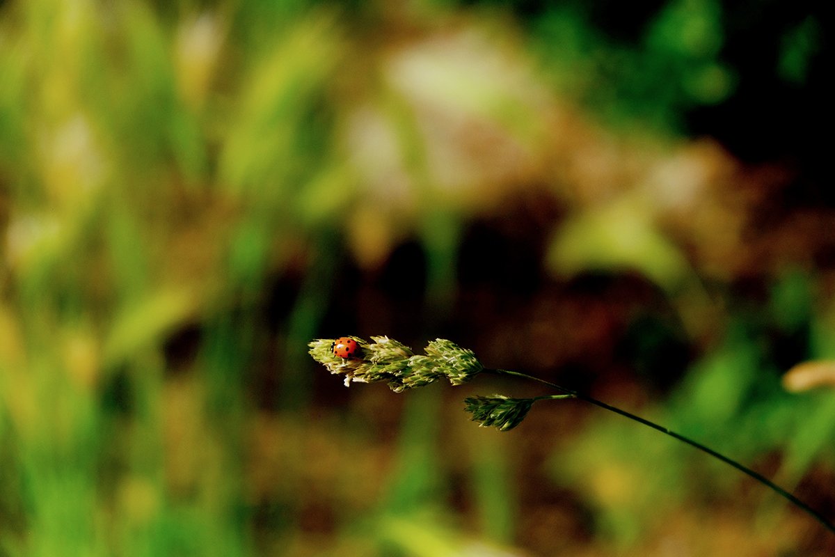 Ladybug_web.jpg