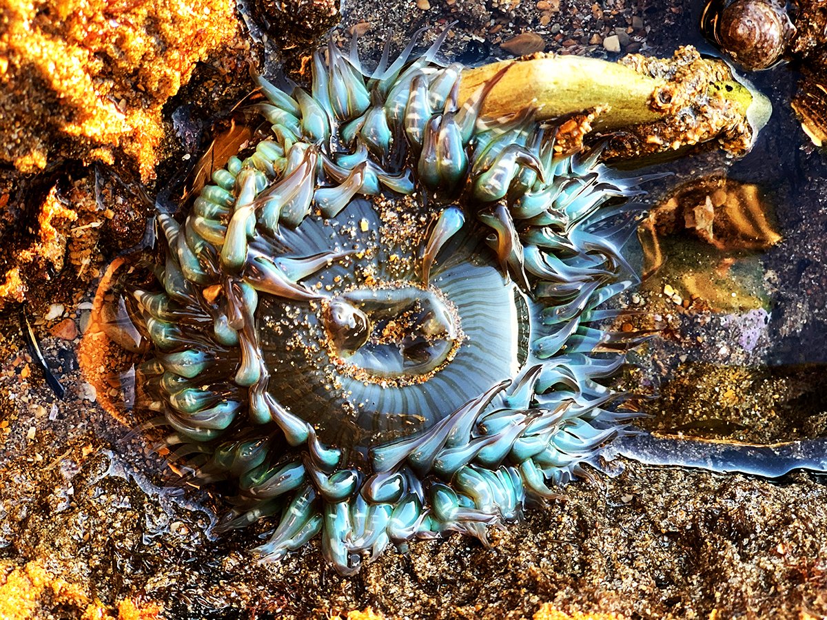 Jelly_sea web.jpg