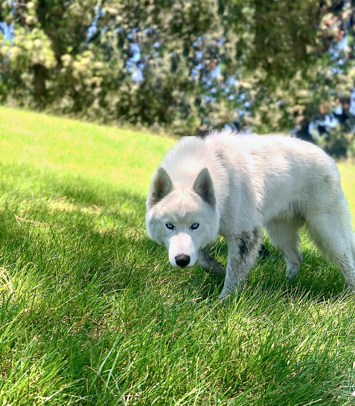 Husky_web.jpg