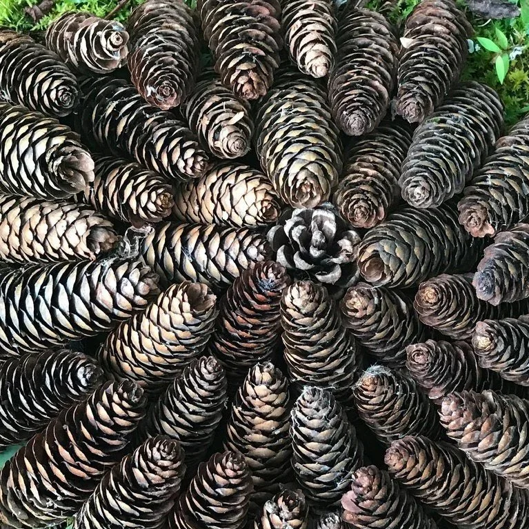 nature_pinecones.jpg
