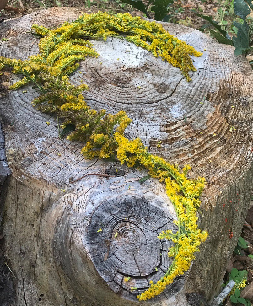 nature_stump.jpg