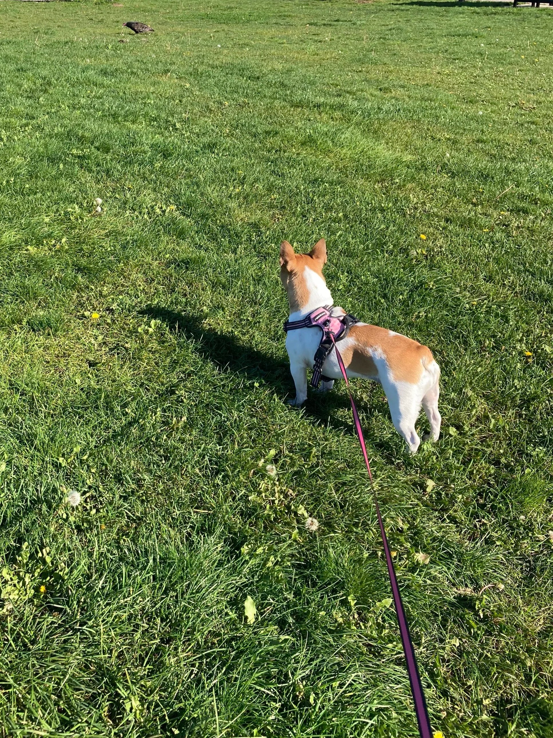 A small dog wearing a pink harness and leash stands on a grassy field, looking away from the camera towards a bird in the distance.