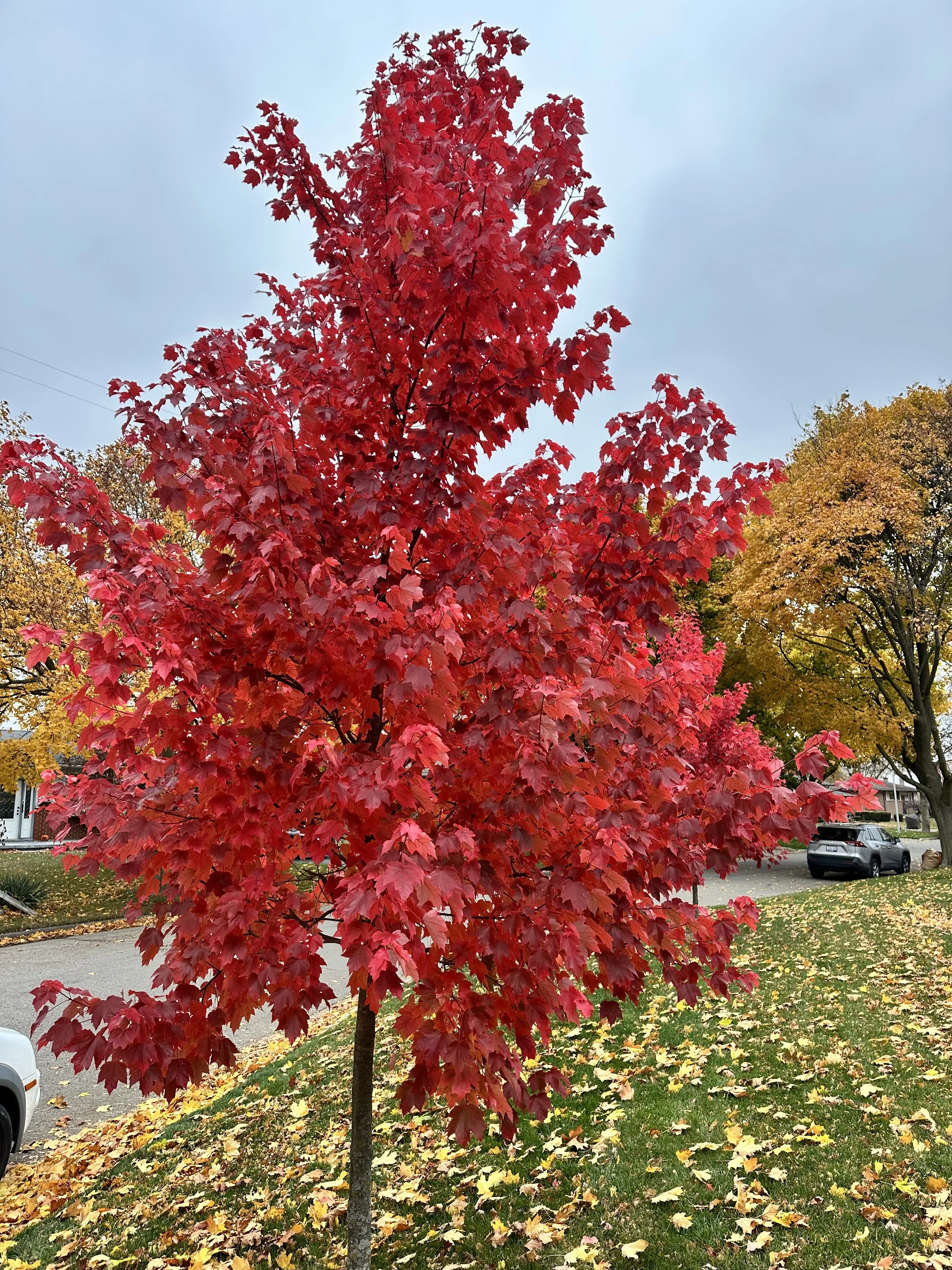 Red autumn tree with vibrant leaves in a suburban neighborhood