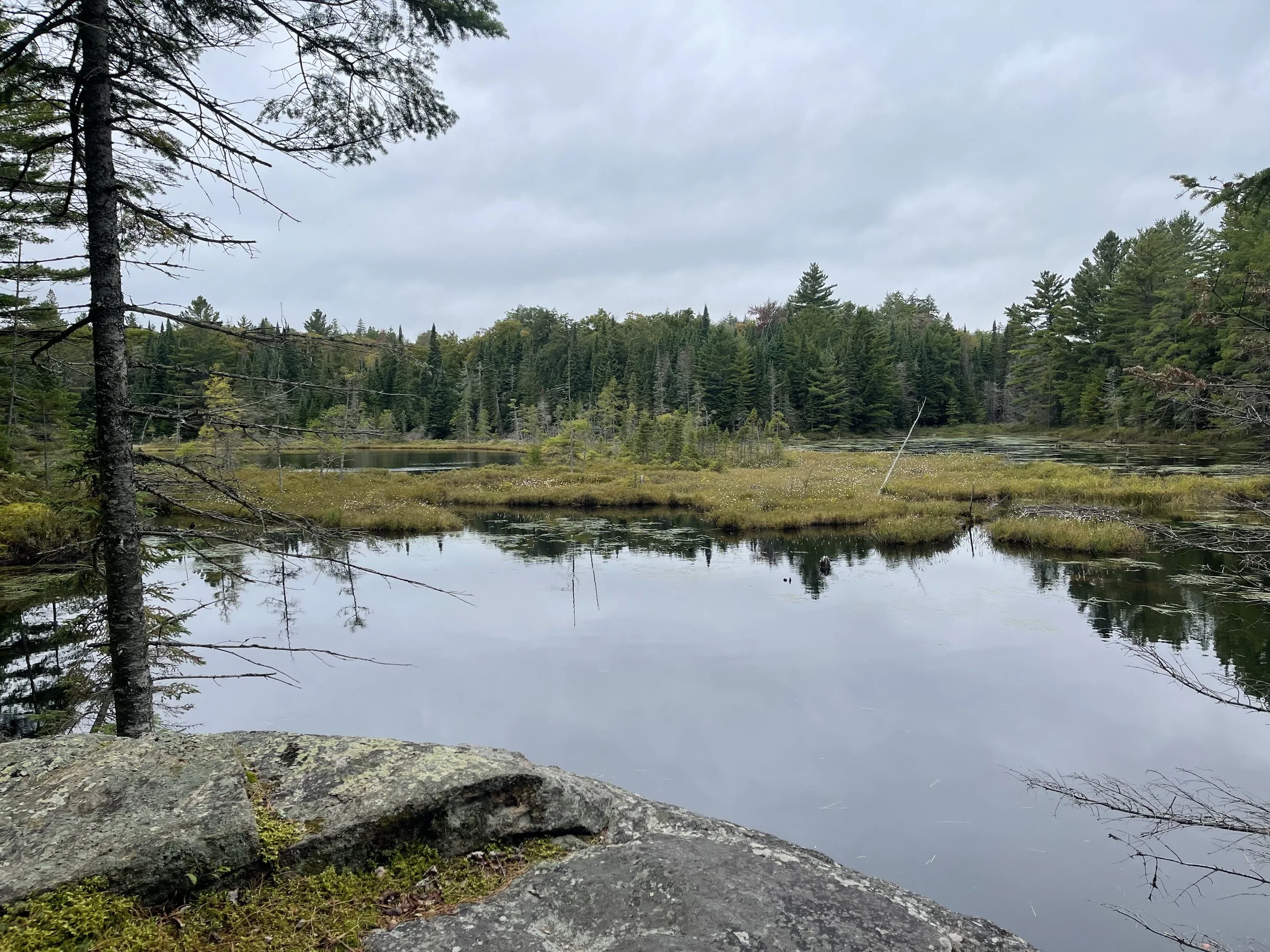 A peaceful swamp with still water, surrounded by dense pine trees and overcast sky.