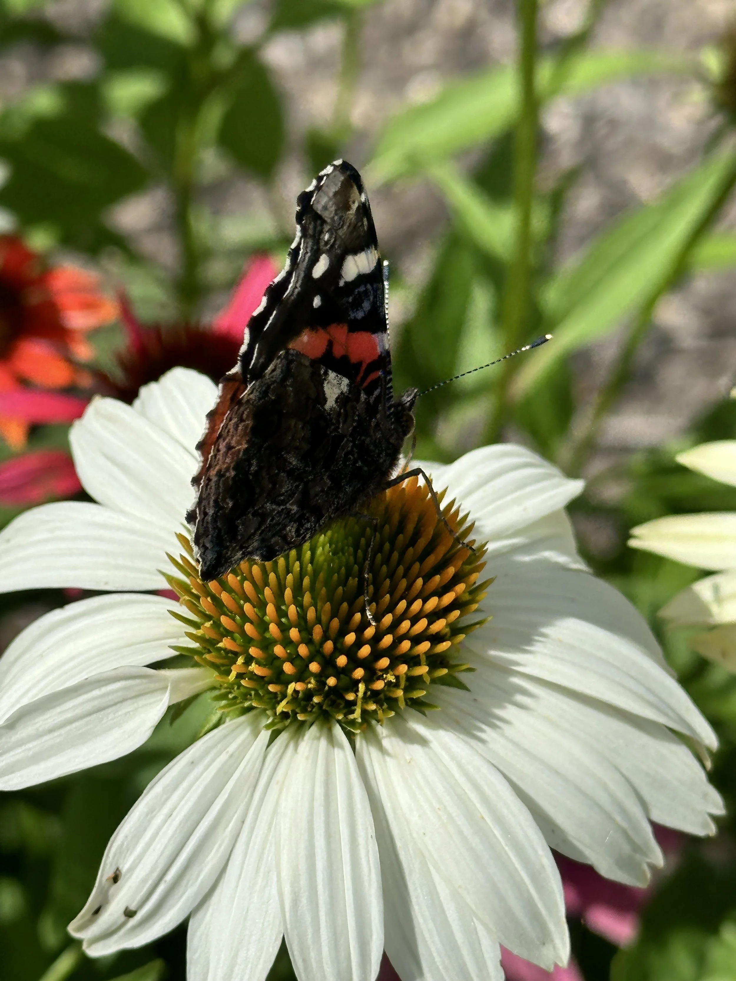 A butterfly perched on a white coneflower with a prominent orange and green center, surrounded by green foliage.
