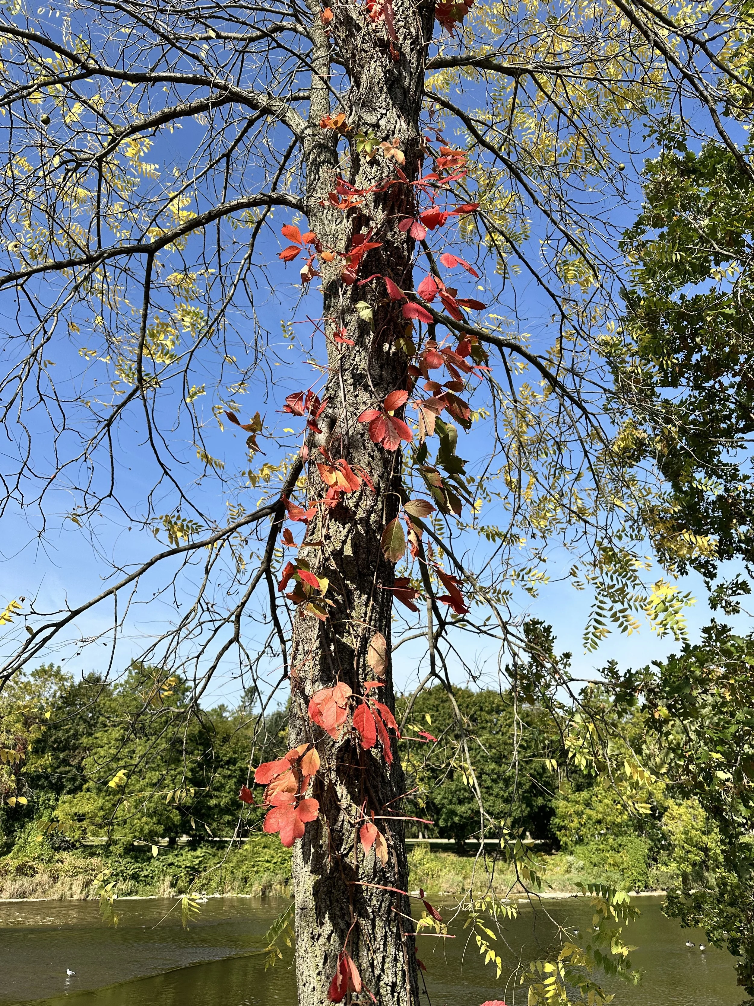 A tall tree with a textured bark trunk and thin, spindly branches against a bright blue sky. Red leaves are climbing up the trunk, and green leaves are visible on other branches surrounding it. A river runs in the background with some ducks floating on the water.