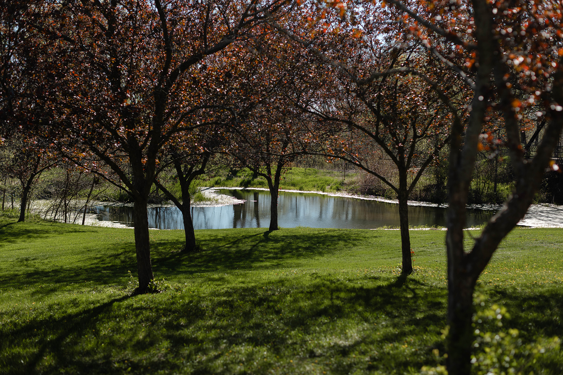 Heart-shaped pond in the background of red plum tree orchard.
