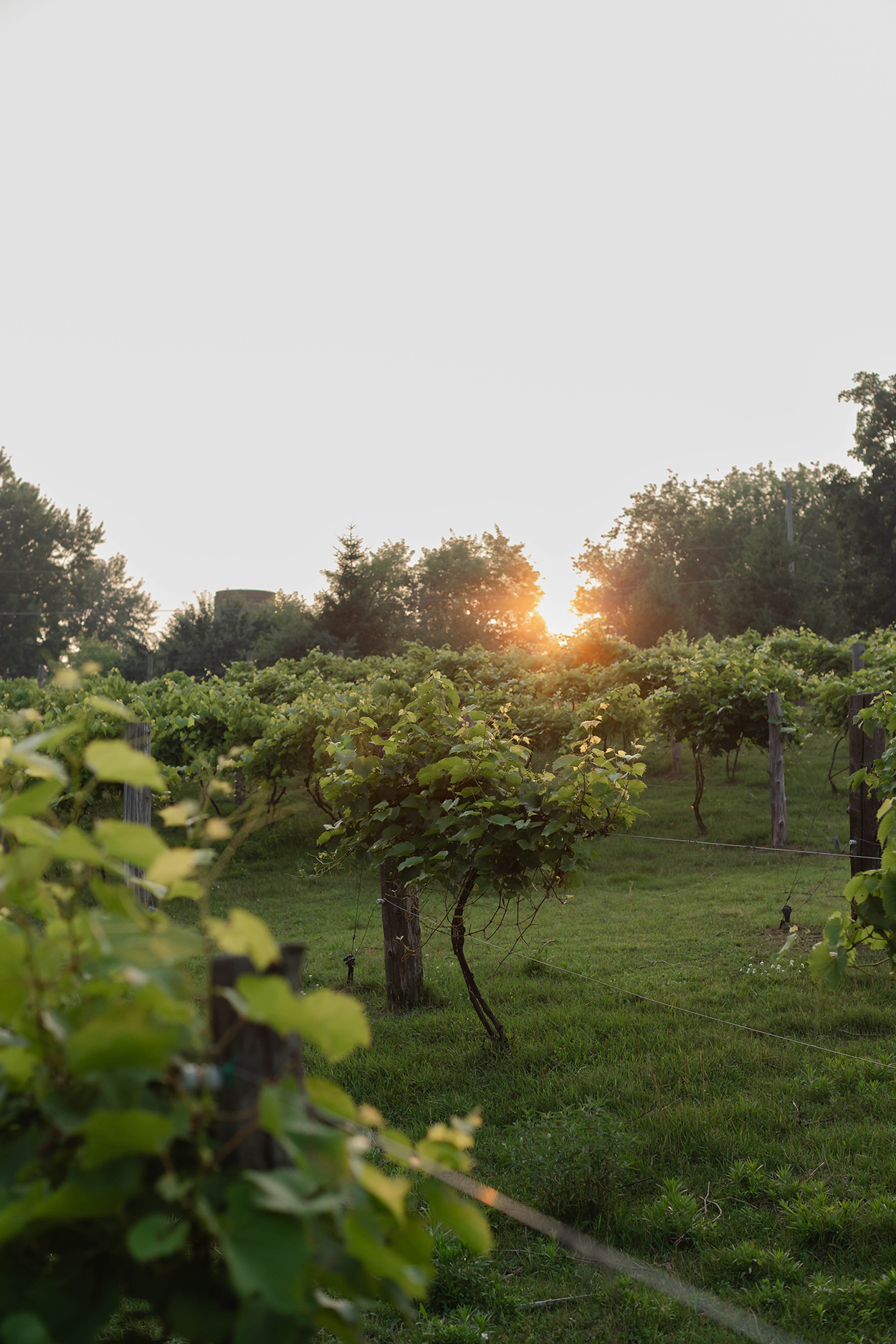 Vineyard on a hill at sunset.