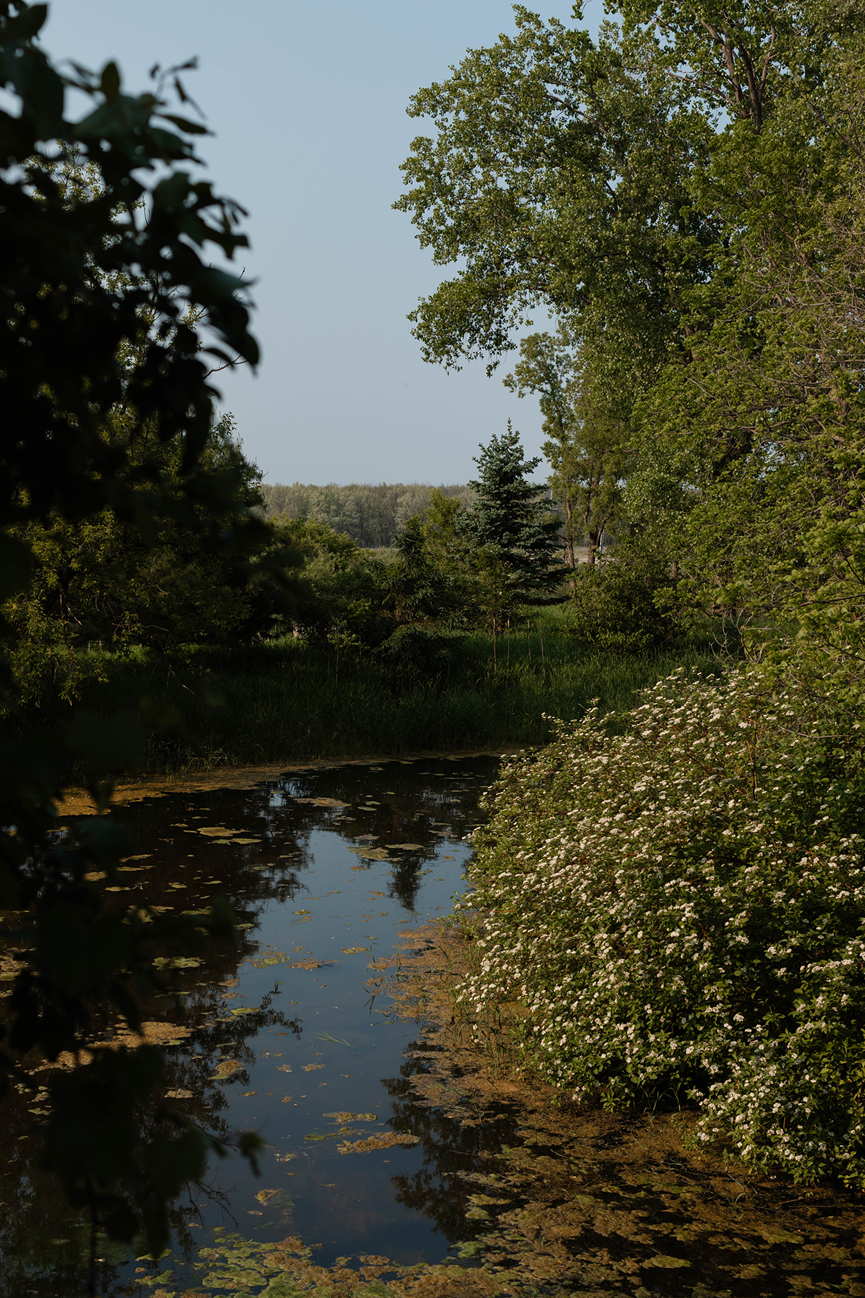 Pond surrounded by white floral bushes.