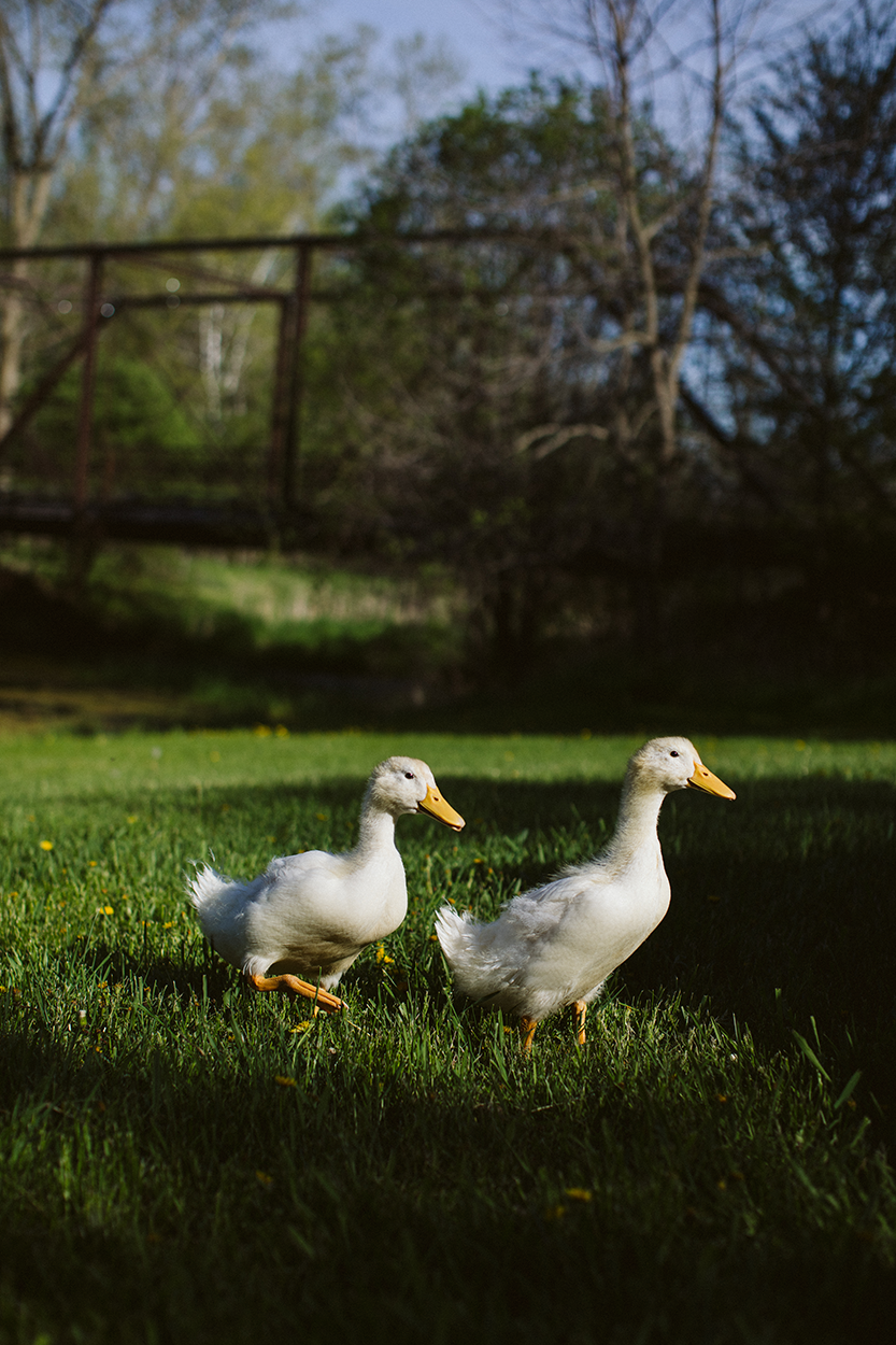Image of two ducks walking in front of a truss bridge.