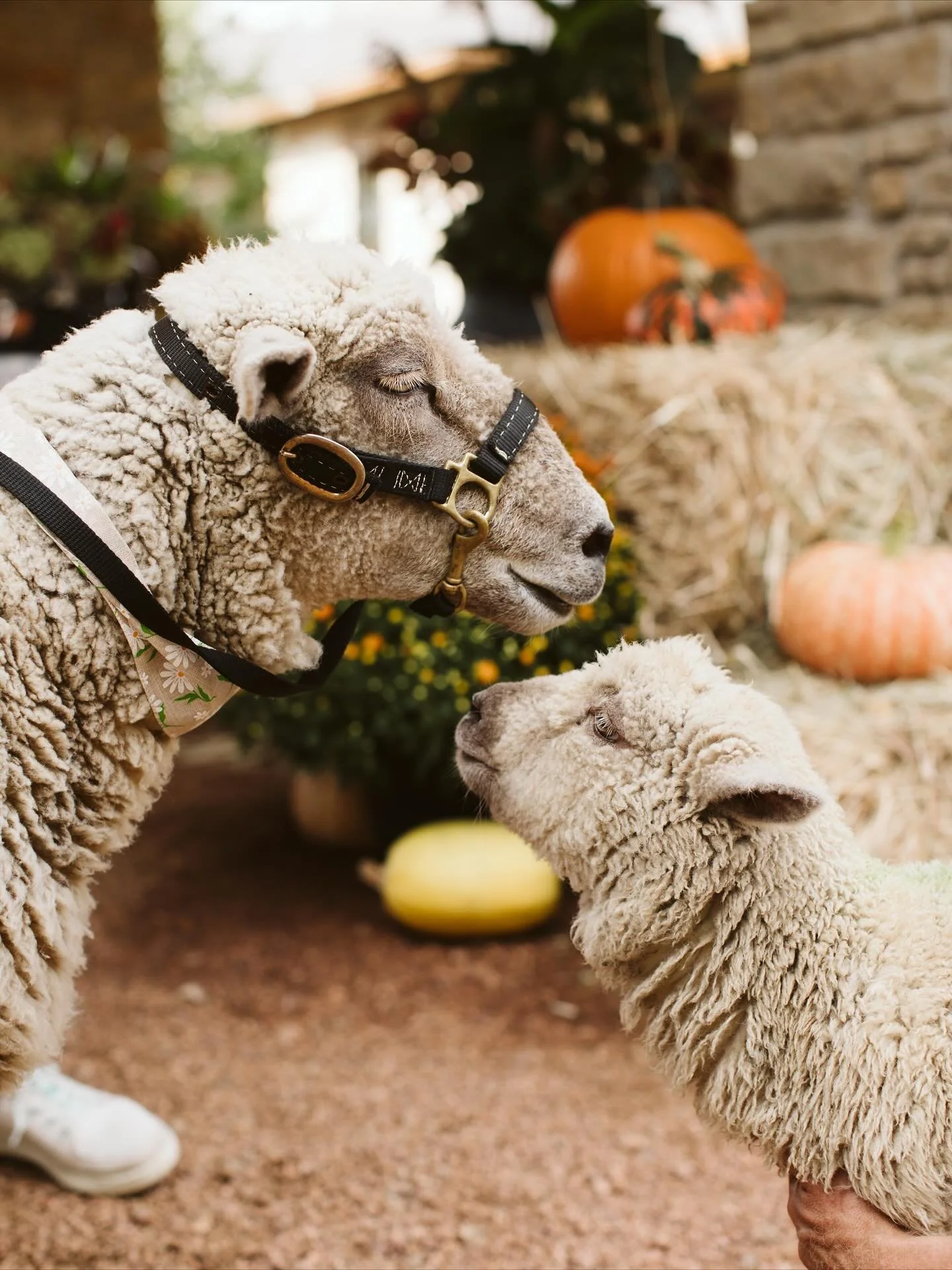 It’s the grand finale of the season - our last Givens Family Market + Fall Festival! Join us tomorrow from 3–6pm for one more unforgettable day of fall fun, local goodies and cozy farm vibes as we bid the season farewell… for now!