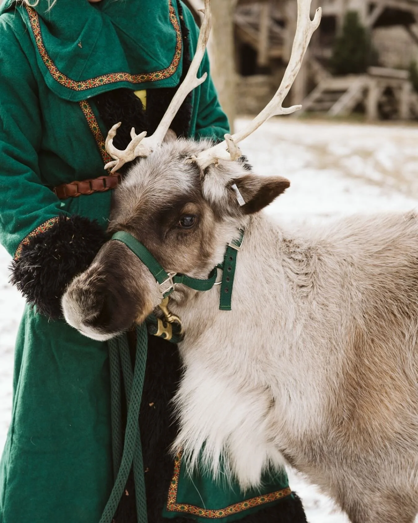 Is it too early to start thinking about Christmas or is it the perfect time to start preparing for Christmas? We’re transforming part of the grounds into a cozy reindeer stable for our Holiday Card Mini Photo Sessions!✨ Capture the spirit of th