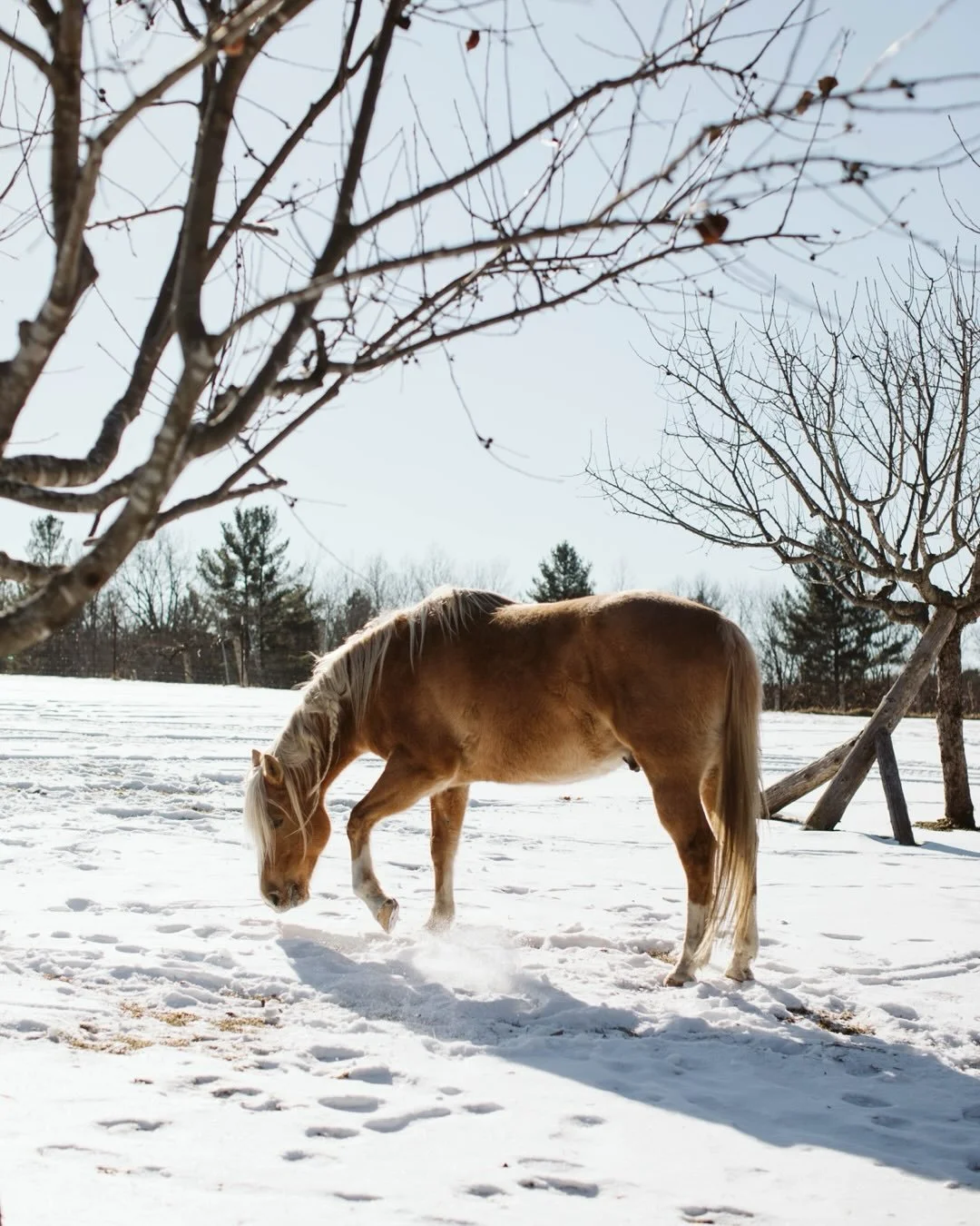 Boots and Kaia have been loving the sunshine and warm weather this week &mdash; and honestly, so have we! Bring on all the sun. ☀️

#GivensFarmEstate #Wisconsin #EventVenue