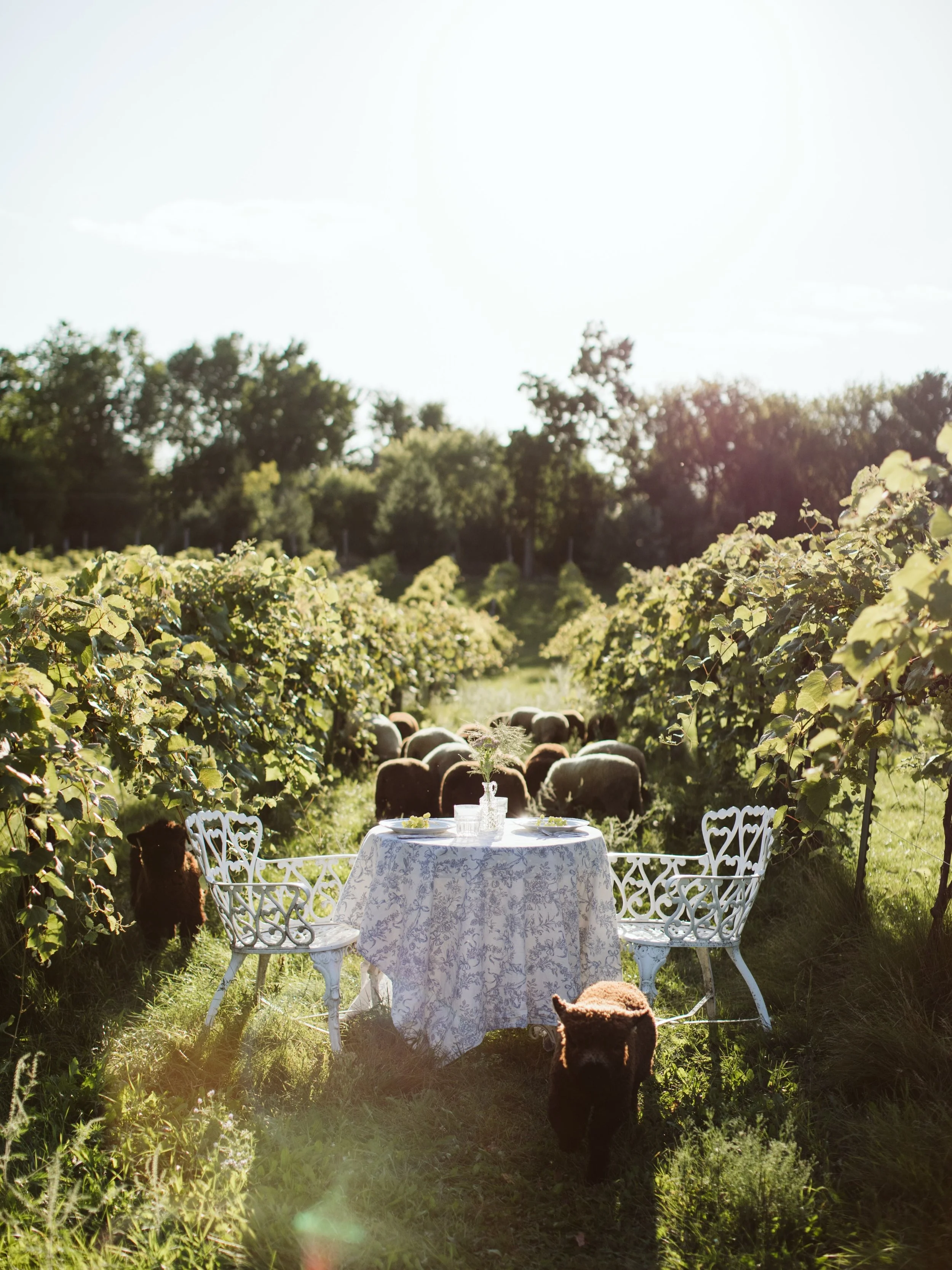 Let&rsquo;s set the mood for our August dinner. A beautiful view overlooking the vineyard, perched atop the hill with taper candles, fresh florals, good food, and wine shared around the table.

Join us August 28 for our final dinner of the summer sea