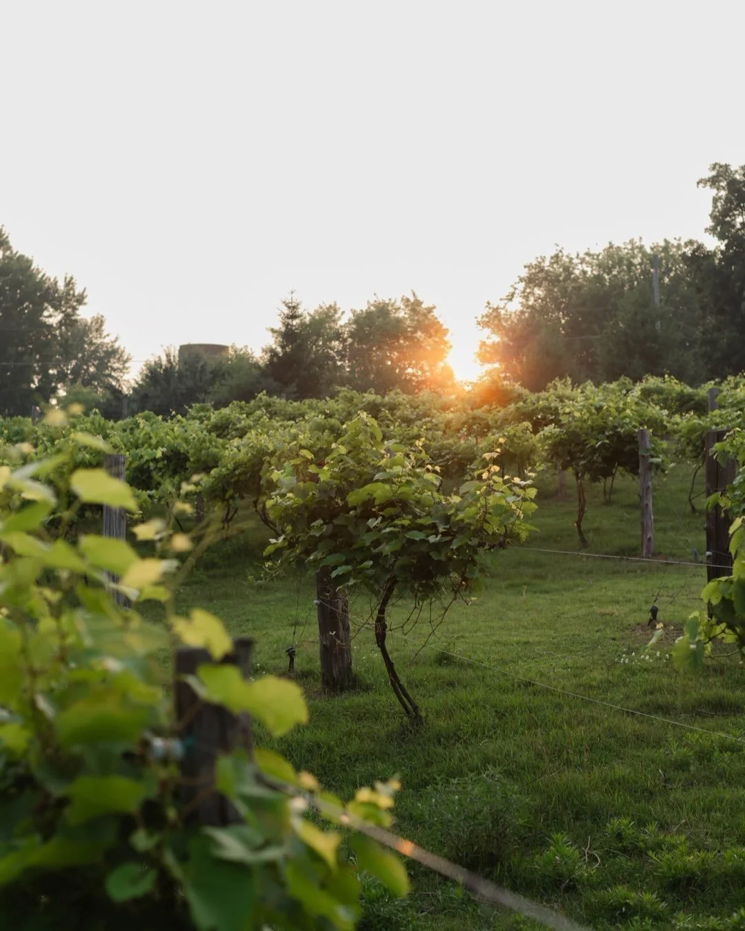 Last Chance!

Today is the last day to purchase your seat for our dinner next week! Be sure to snag your spot and join us for a beautiful evening of great food, good company, and a memorable experience. 🤍

Grab your seat through the link in our bio!