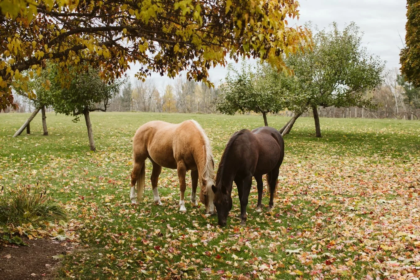 Kaia and Boots are soaking in these golden days. 🍁

#fallvibes #wisconsin #givensfarmestate
