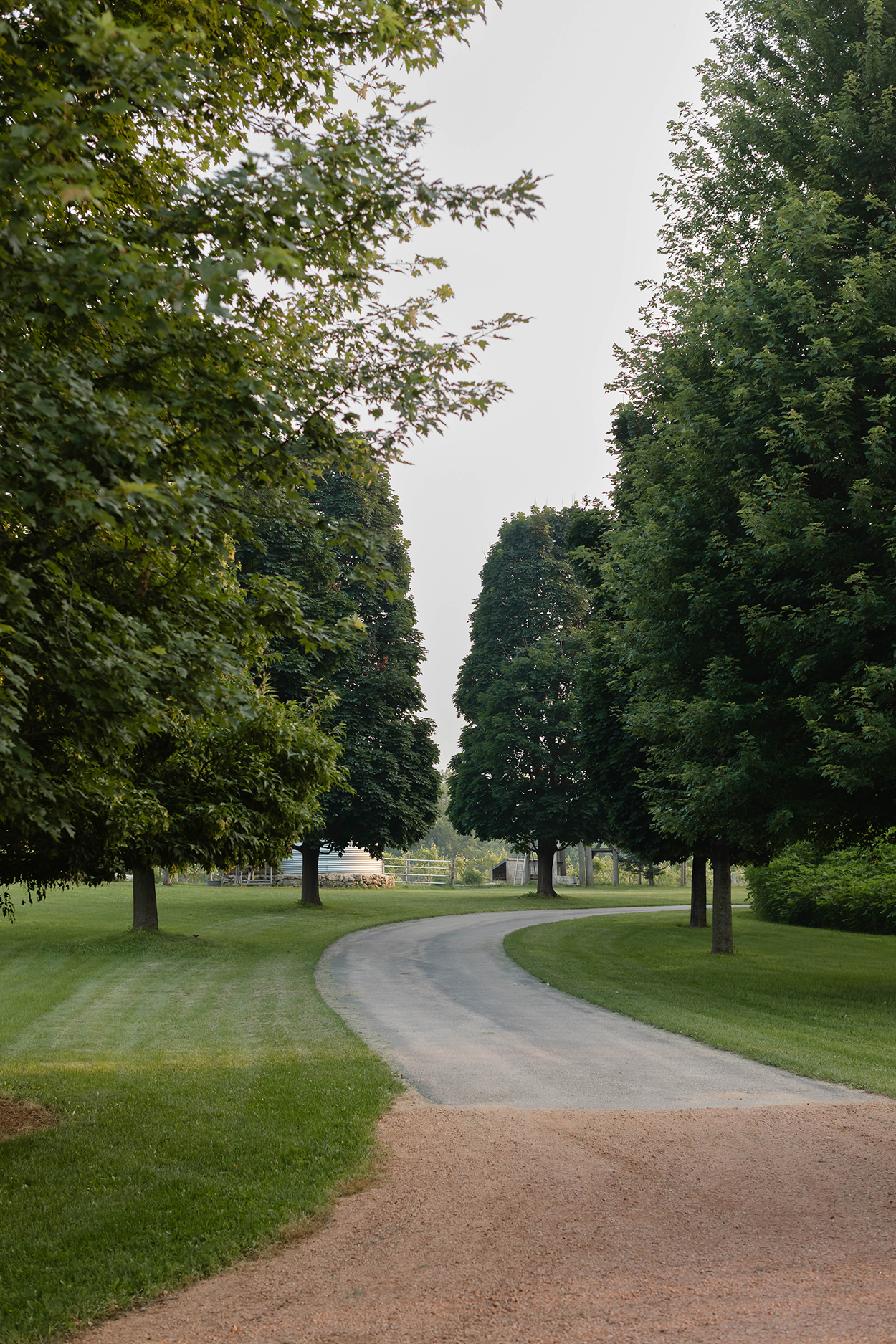Long winding driveway lined by tall trees.
