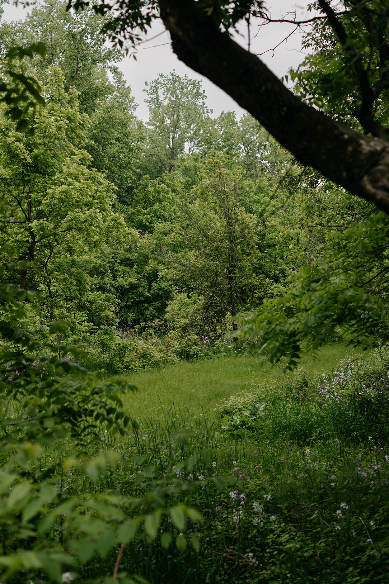 Prairie with purple flowers surrounded by tall trees.