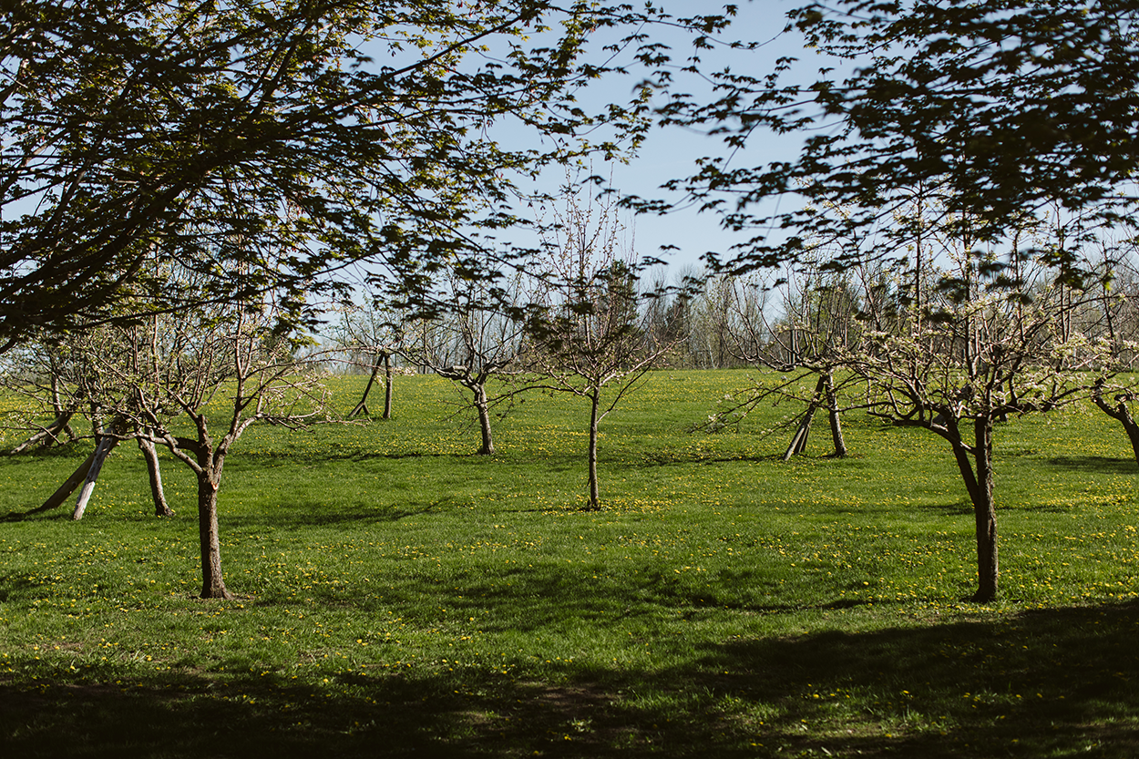 Apple Orchard on a hill during Spring time.