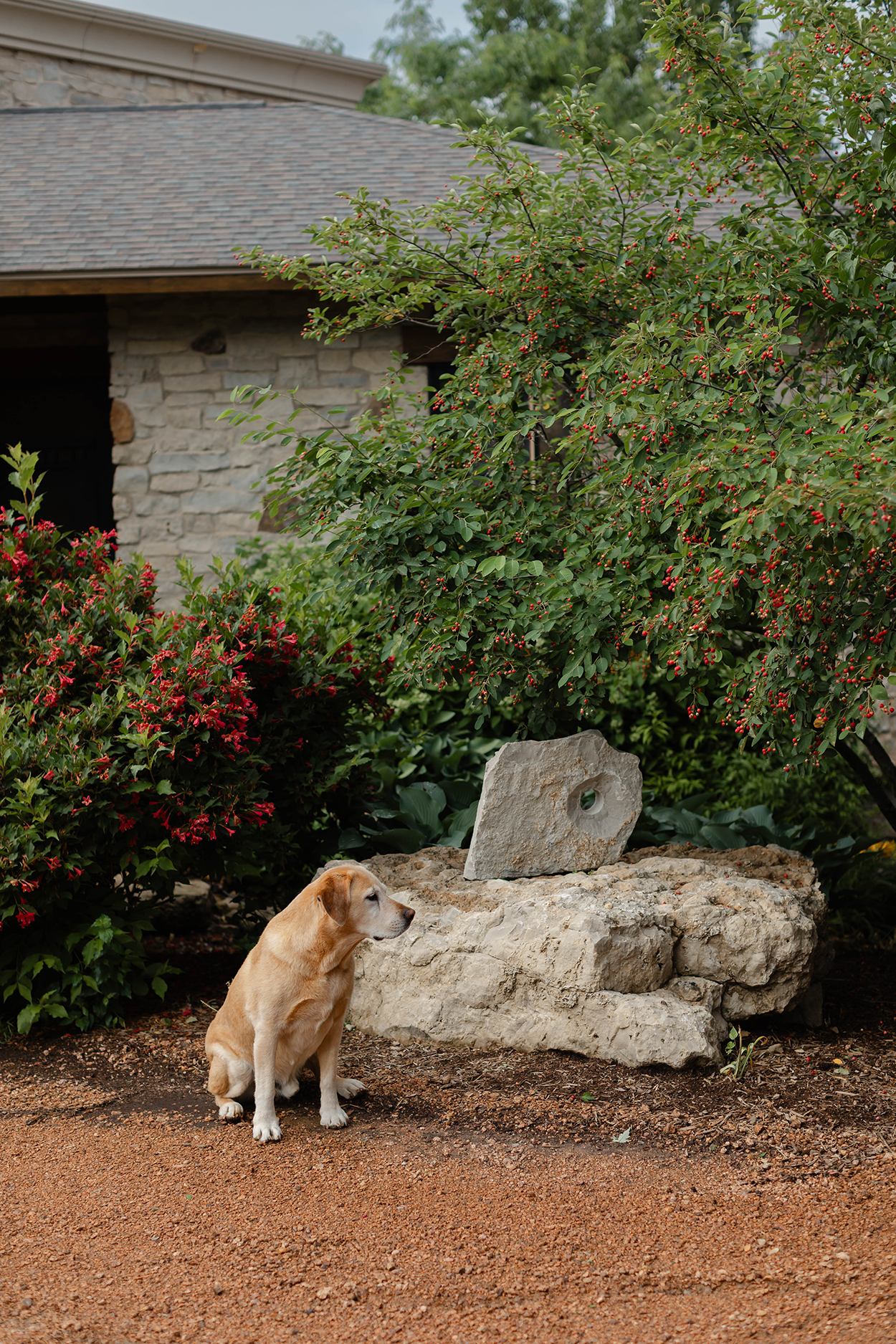 Red, the dog, posing in front of a stone sculpture with red floral shrubs and red berry trees.
