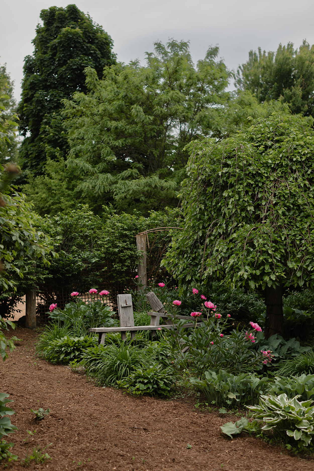 Peony garden with a small willow tree.