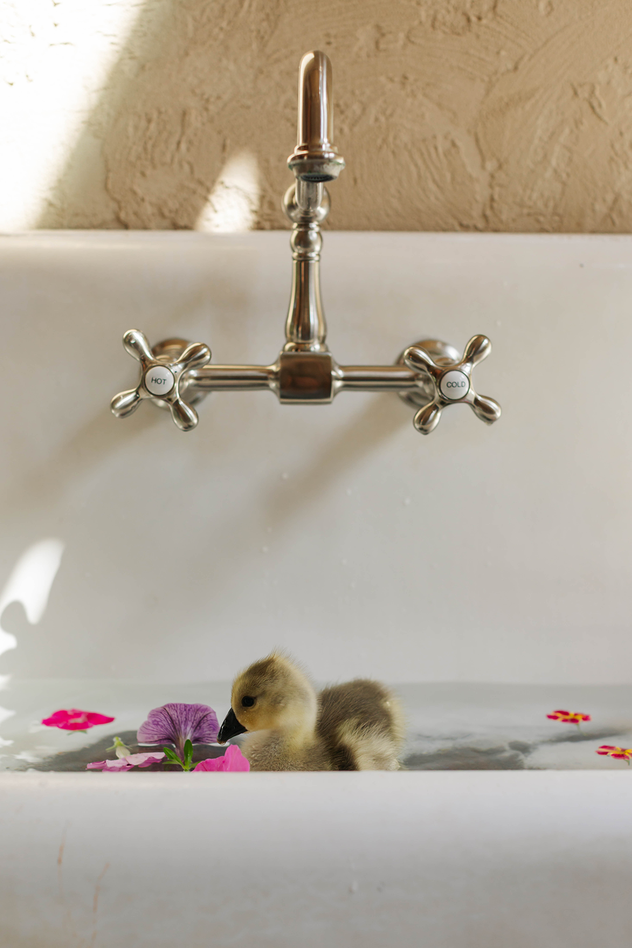 Baby geese swimming in a white sink.