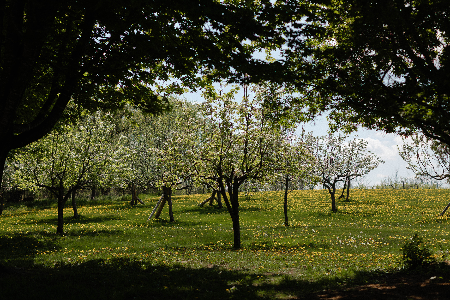 Apple orchard with white flowers on a hill.