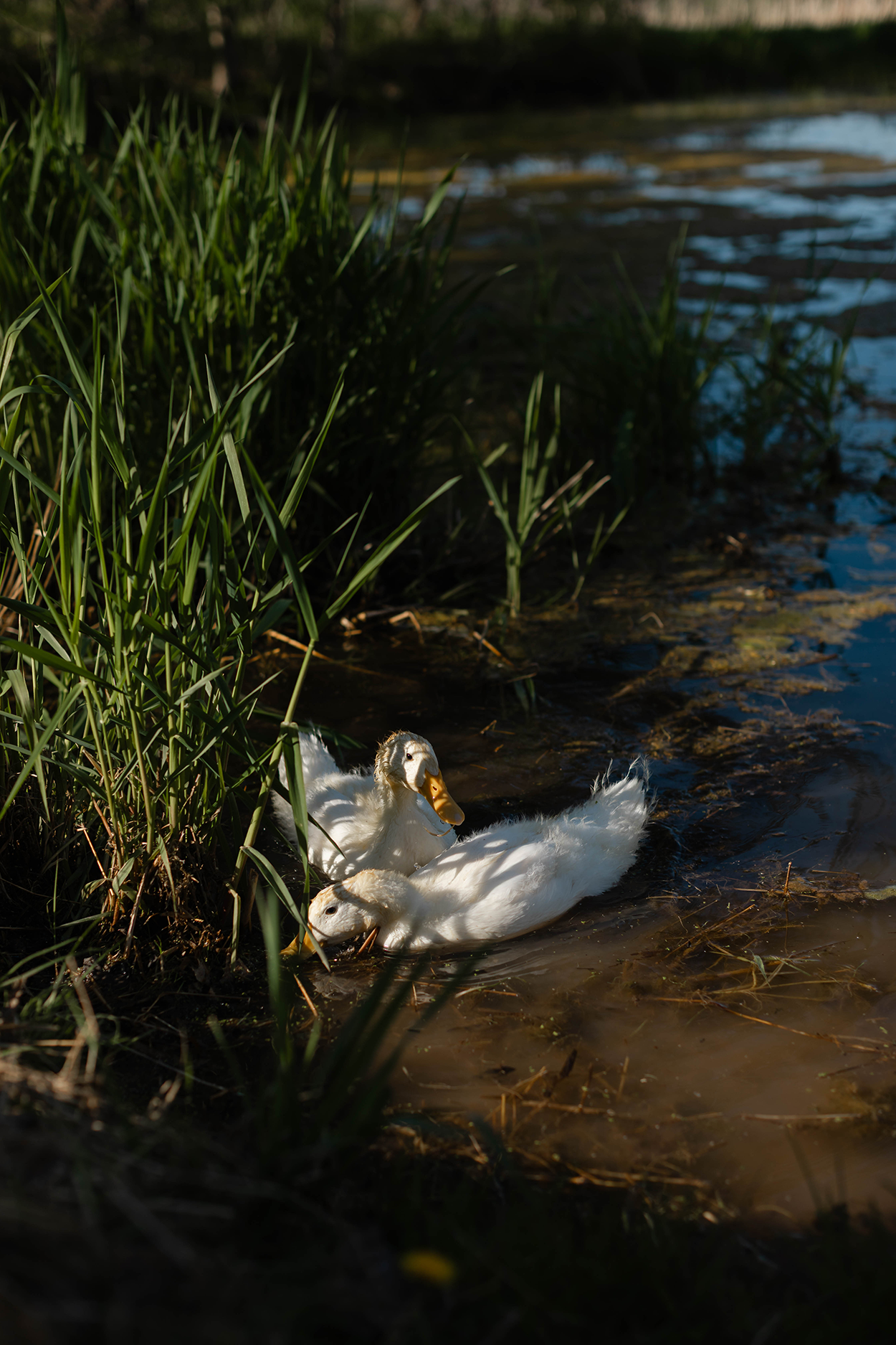 White ducks swimming on a pond.
