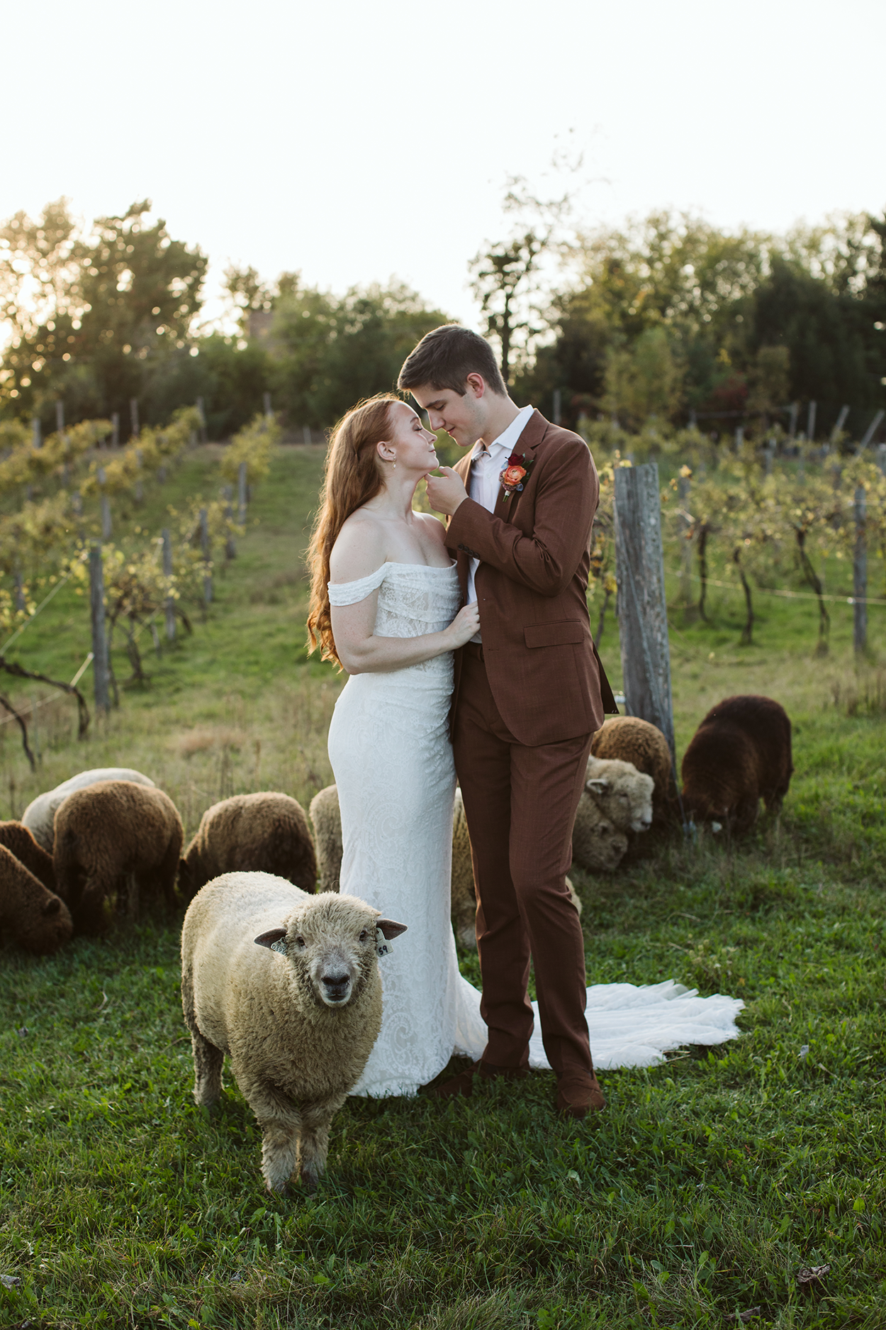Image of bride and groom embracing amongst lambs in a vineyard