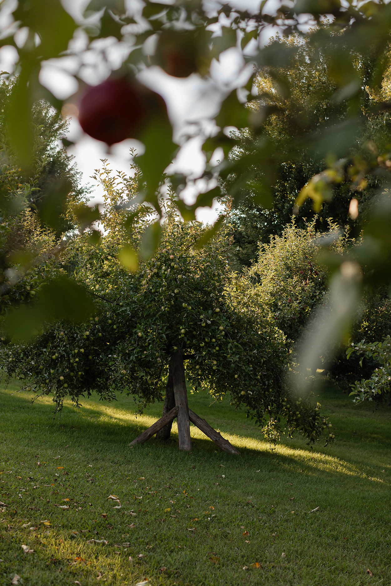 Apple orchard with falling branches.