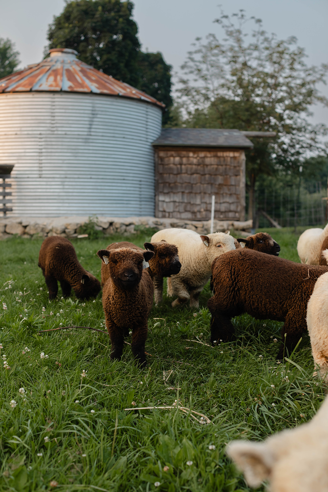 Small lambs facing the camera with a small silo in the background.