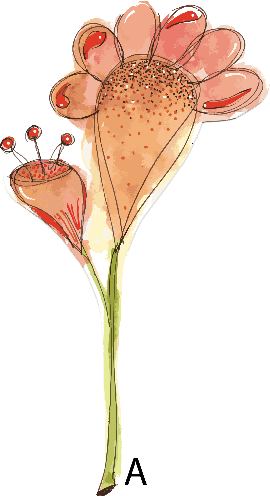 Peach whimsical watercolour floral from the Hannie Art Studio end-of-run collection.