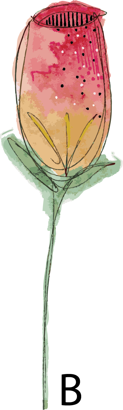 Pink watercolour rose bud with dark centre from the Hannie Art Studio end-of-run floral collection.