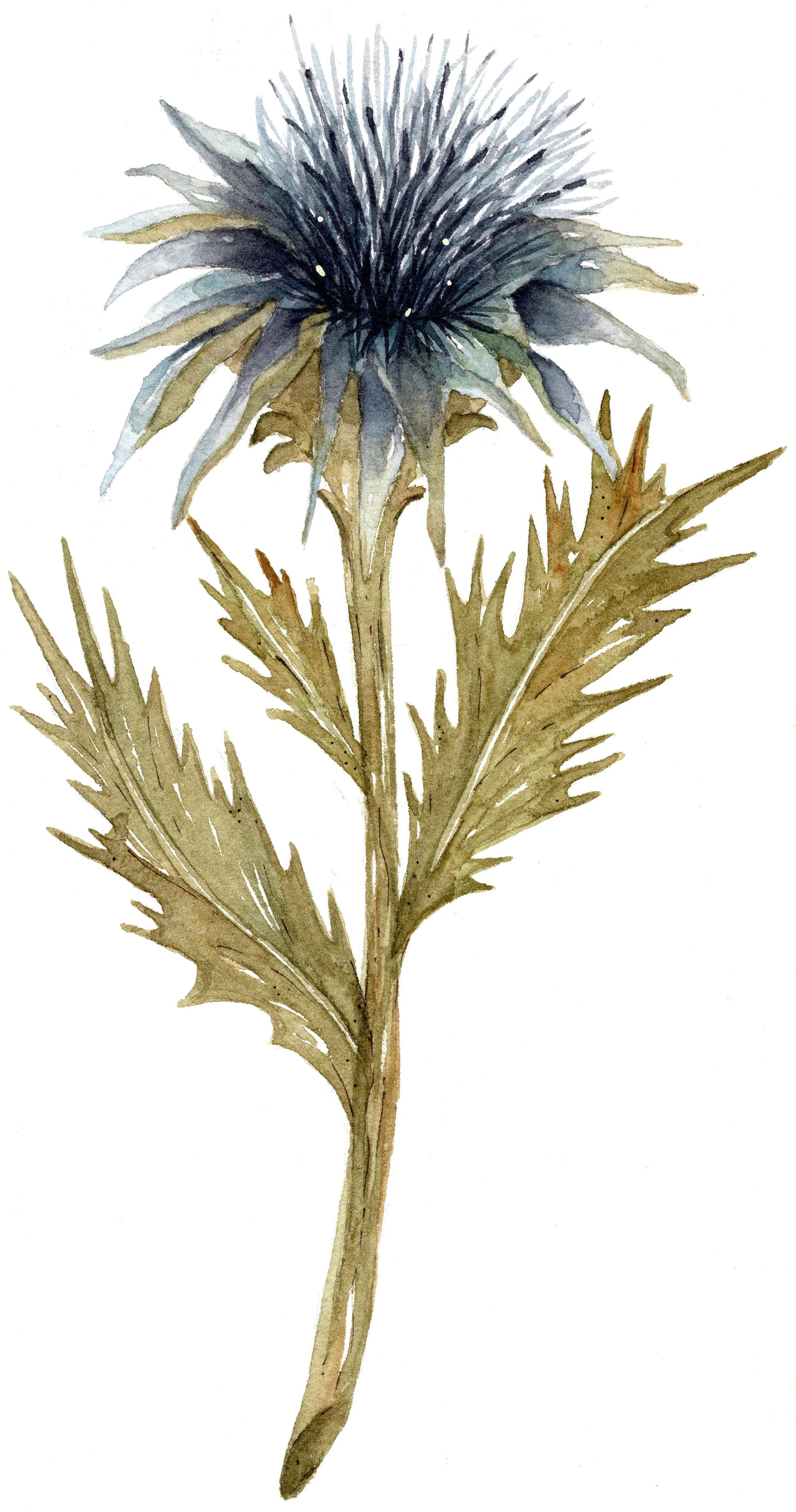 Heirloom Whimsy watercolour thistle floral with blue-grey flower head and olive leaves by Hannie Art Studio